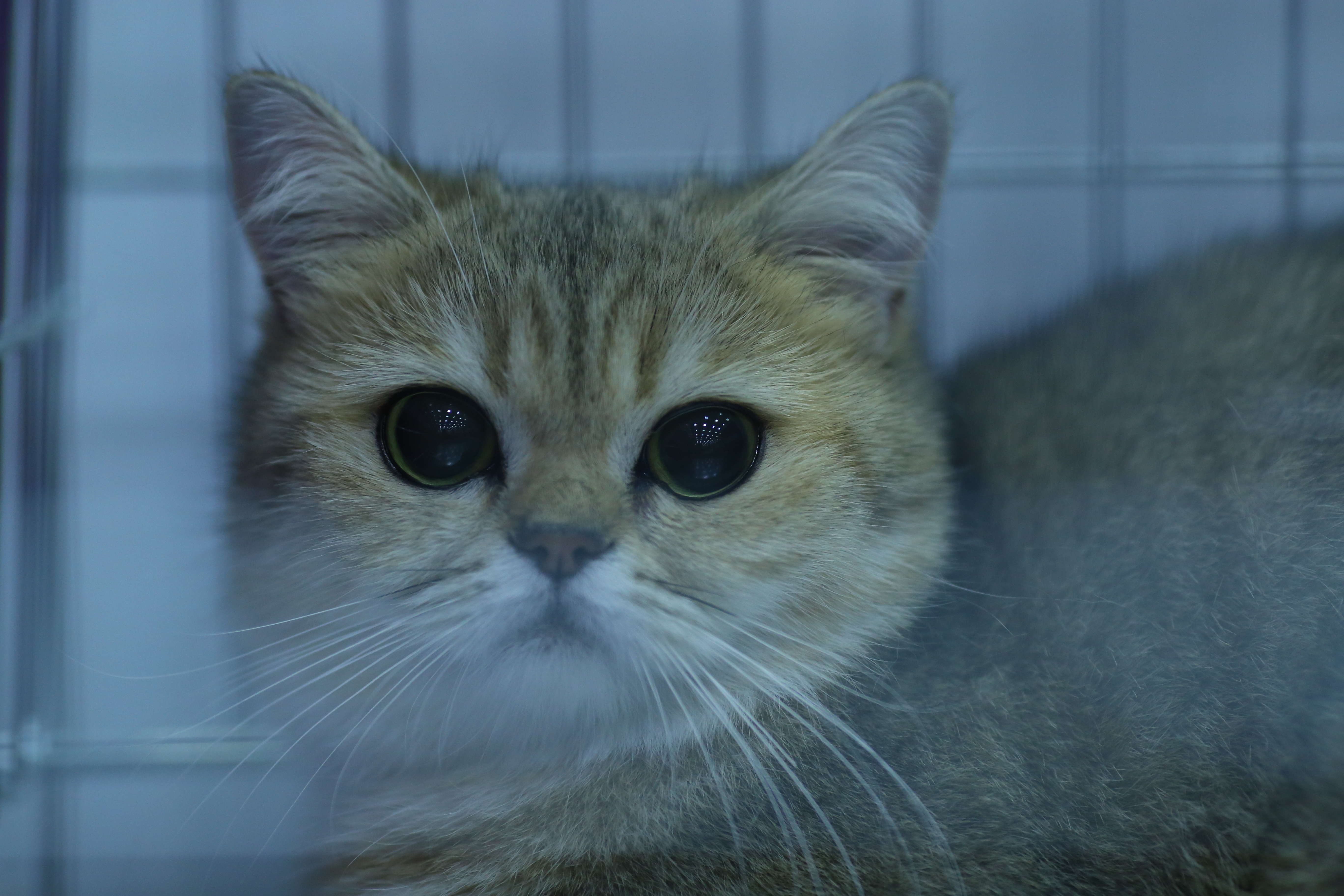FOTO EXCLUSIV/ Expoziție de feline la Romexpo. Peste 250 de pisici de rasă din toată lumea vor putea fi admirate în acest weekend