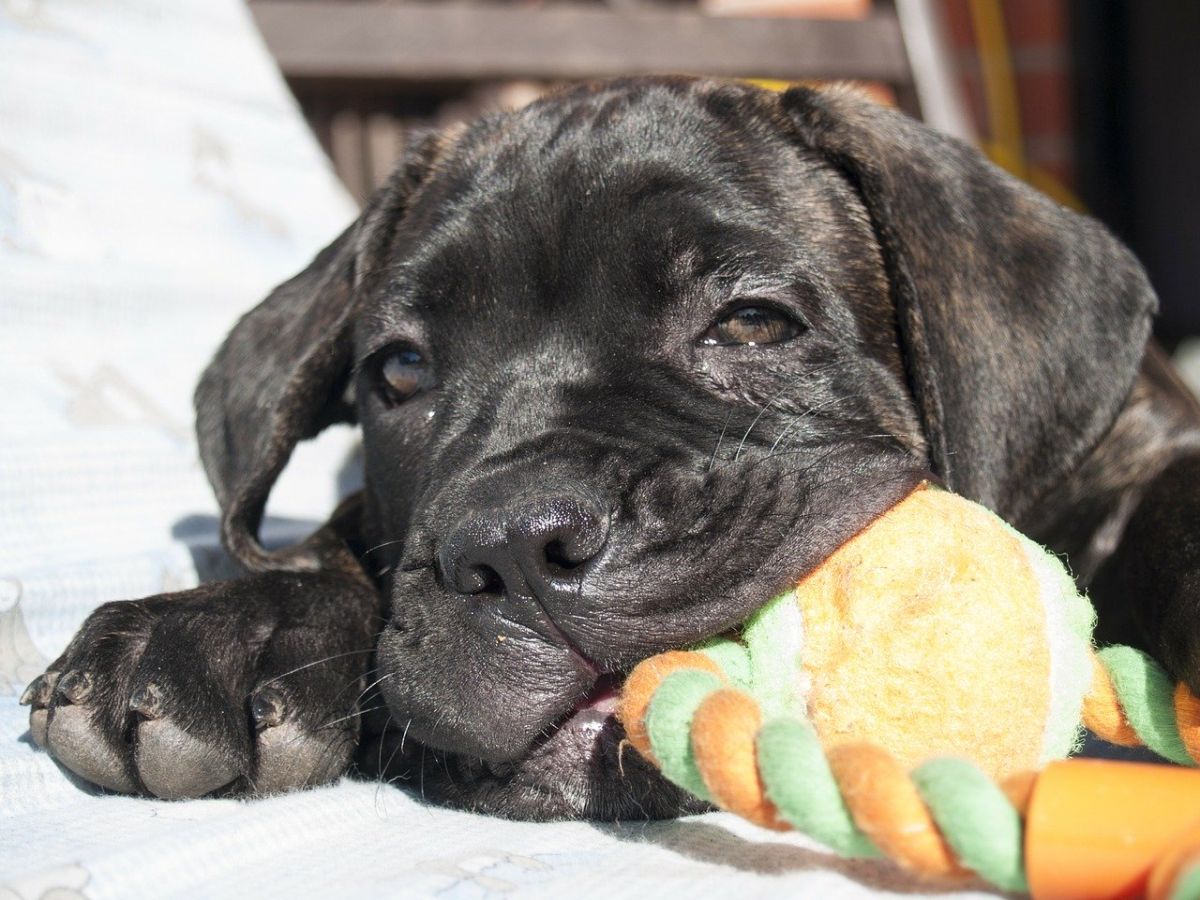 Cane Corso - ce caracteristici și temperament are. Cum se dresează patrupedul