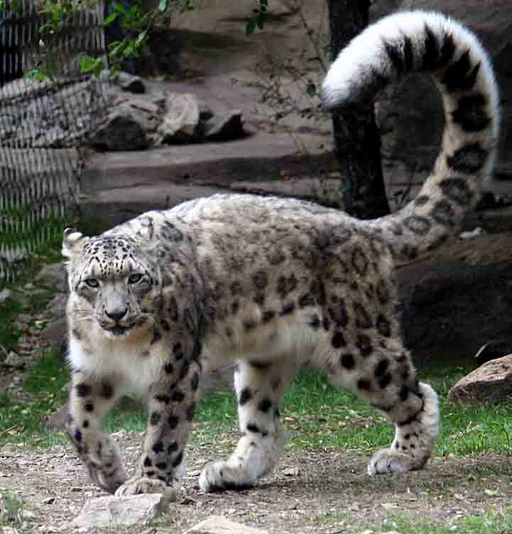 Rossz ötlet volt - Hópárduccal szelfizett a síelő nő, leszakította az arcát az állat