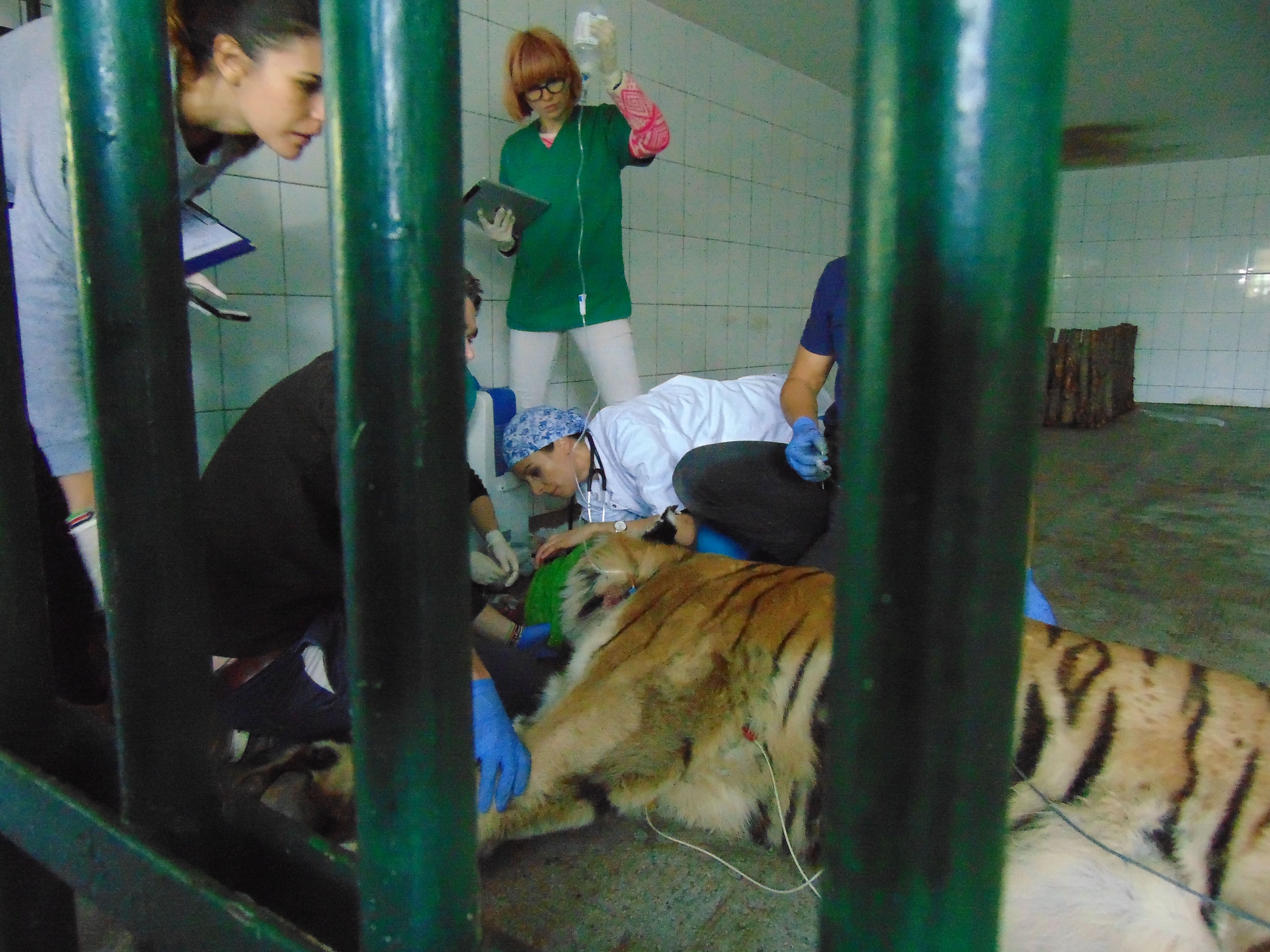 Premieră medicală la ZOO Galaţi! Tigrul a fost investigat chiar în cușcă! Desfășurare impresionantă de forțe GALERIE FOTO