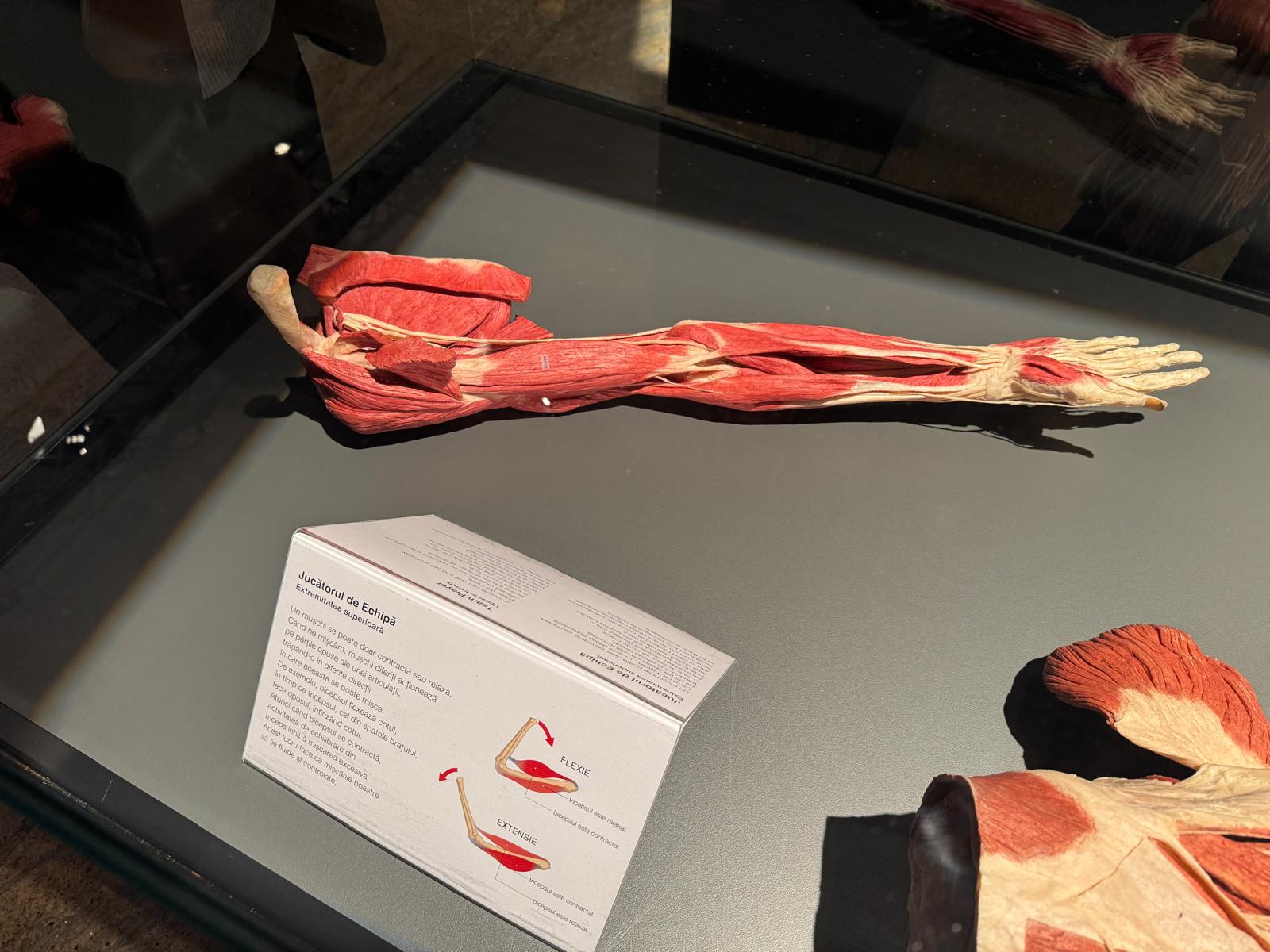 Expoziția de corpuri plastinate de la Biblioteca Națională se prelungește până pe 16 martie: „La cererea publicului”