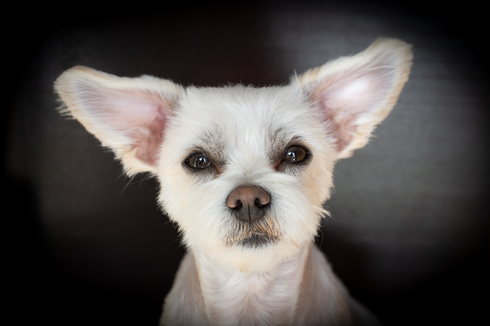 Bichon Maltez - ce caracteristici are una dintre cele mai vechi rase de câini