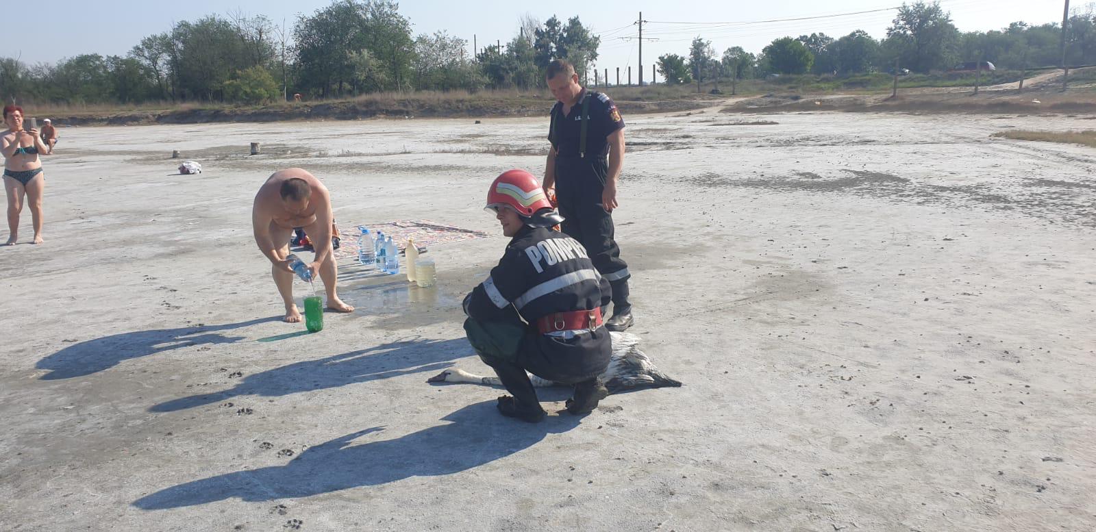 Lebădă blocată în nămolul din Lacul Sărat, salvată de pompieri