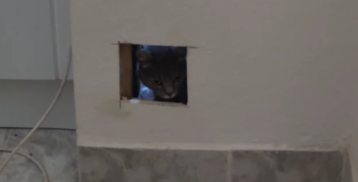Napokig a falak fogságában volt egy macska egy budapesti panelben: videón a mentés pillanatai