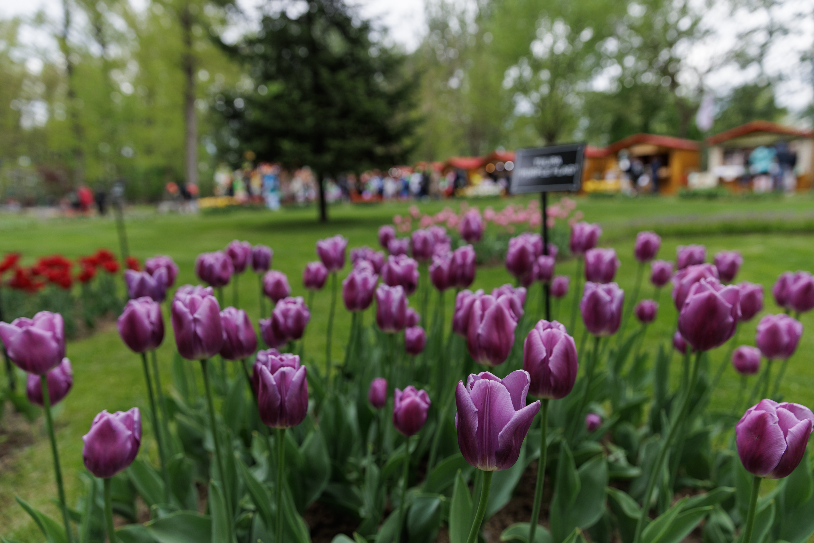 FOTO VIDEO REPORTAJ Cum a fost Parada Florilor ediția 2024: politicienii au împărțit scena cu micii prinți și s-au bucurat de cozonac gratis