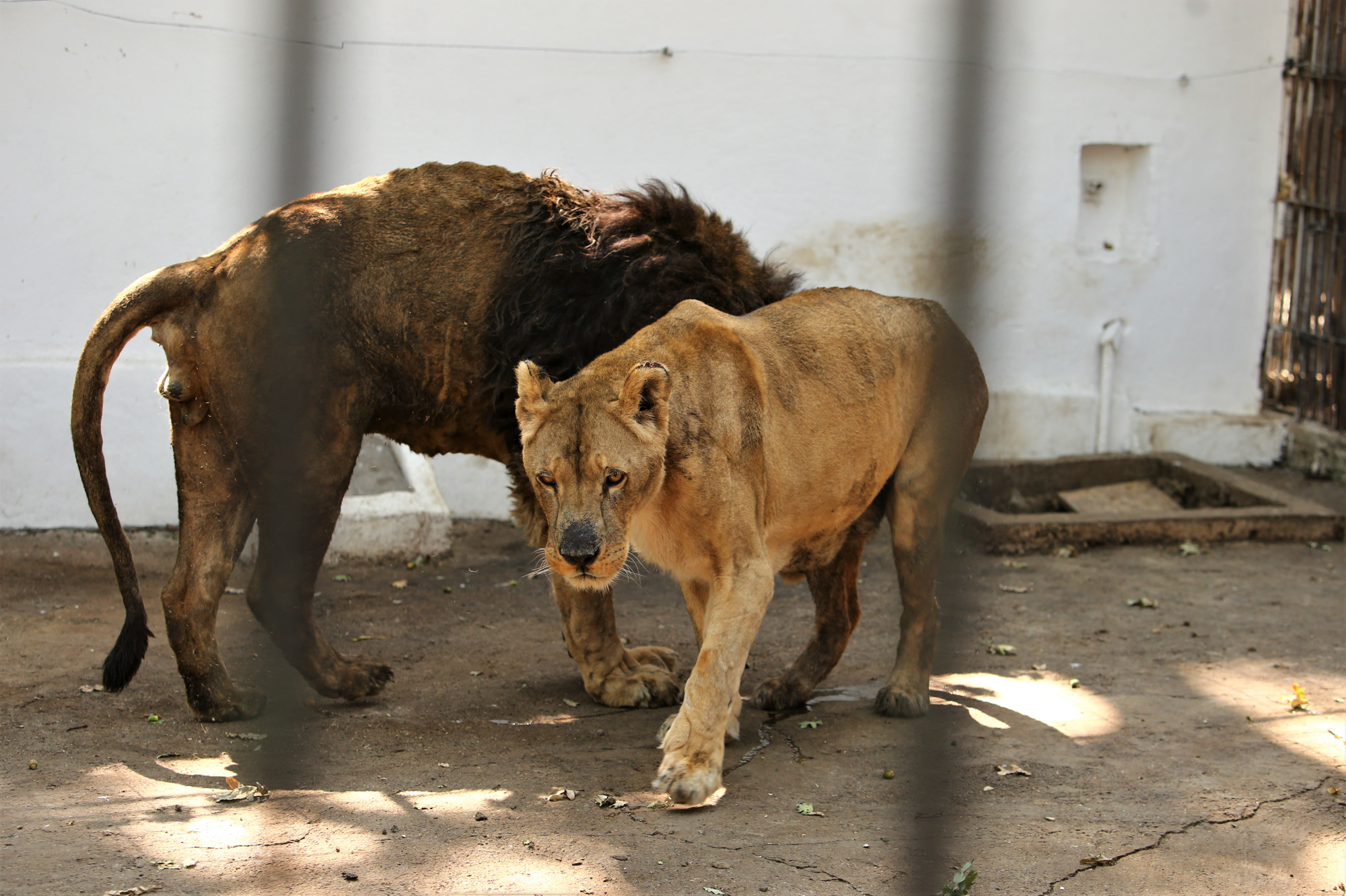 REPORTAJ. Grădina Zoologică din Brăila - în vizită la „pușcăria animalelor”: Vietăți apatice, mâncare puţină, apă în cauciucuri de maşină