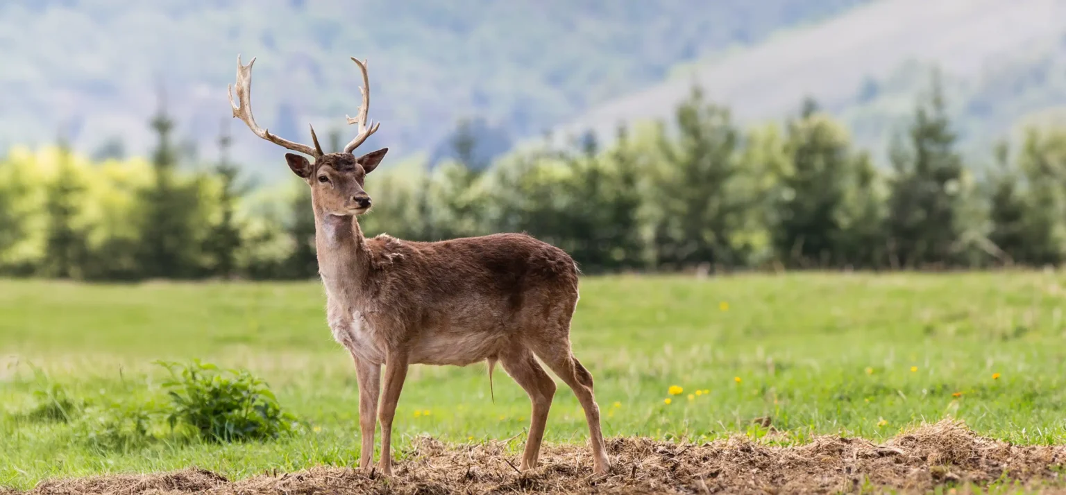 Viața la ferma de zimbri din Vama Buzăului. Animalele sunt îngrijite într-o rezervație de 90 de hectare, aflată la poalele Munților Ciucaș