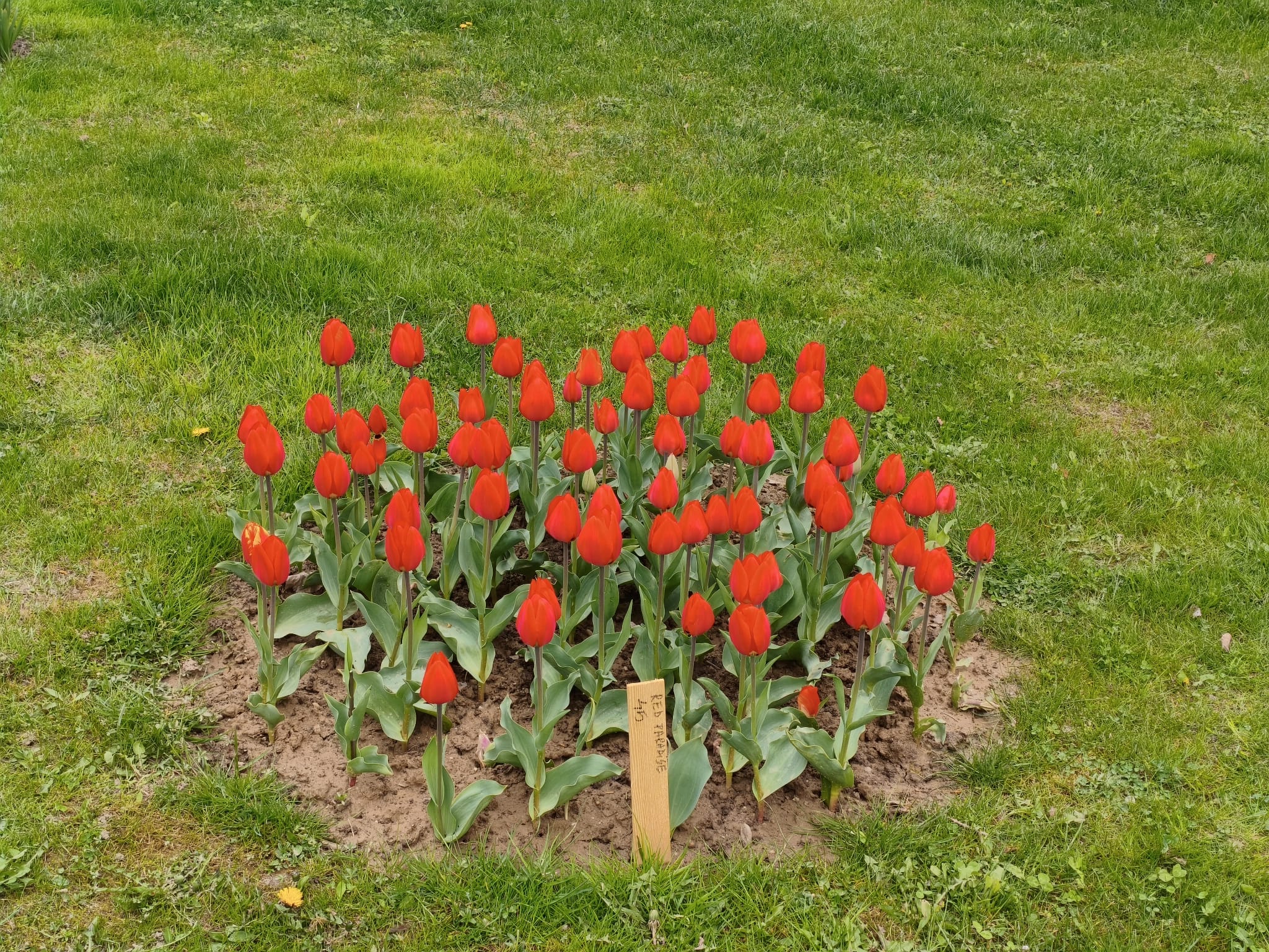 Peste 400.000 de lalele, la cea mai mare expoziție florală din România. Soiul unic care poate fi admirat doar la Pitești