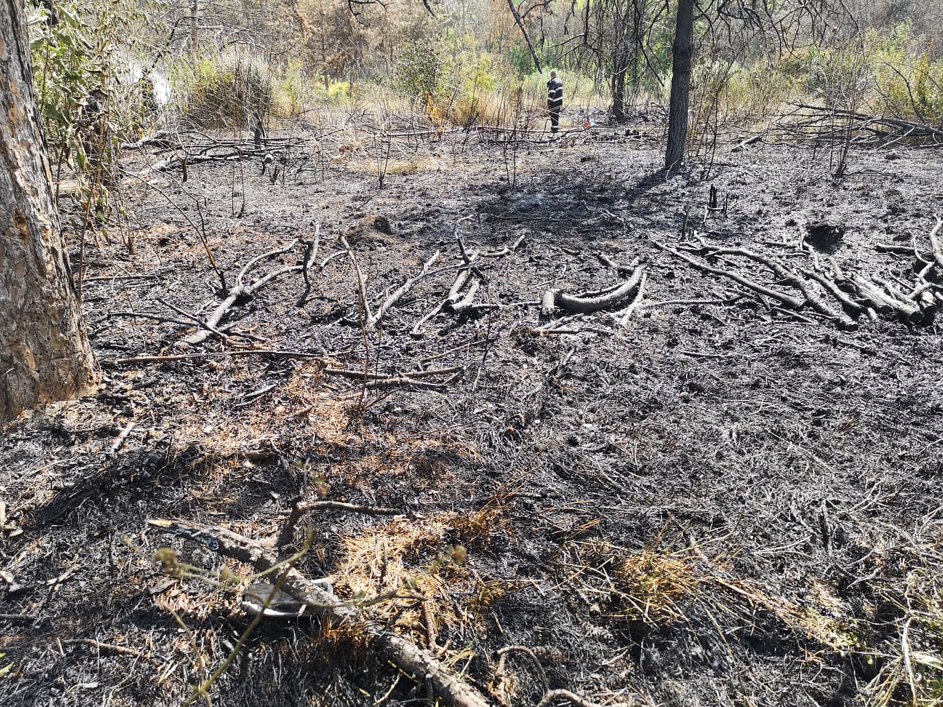 Incendiu de vegetaţie în parcul IOR din Bucureşti. Pompierii intervin cu trei autospeciale