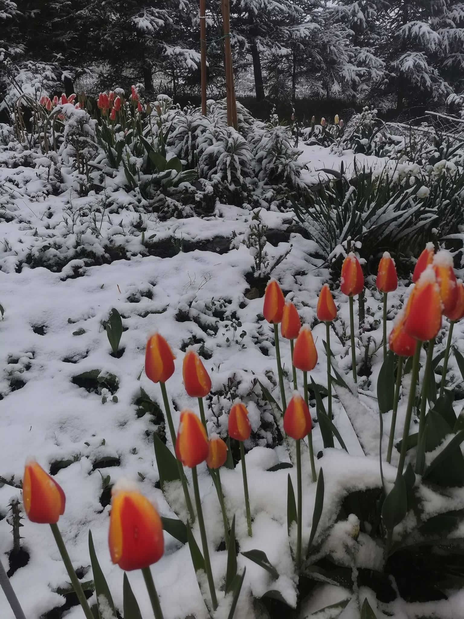 Strat de zăpadă în mai multe orașe montane, cu o zi înainte de minivacanța de 1 Mai. Zonele afectate de ninsoare și ger