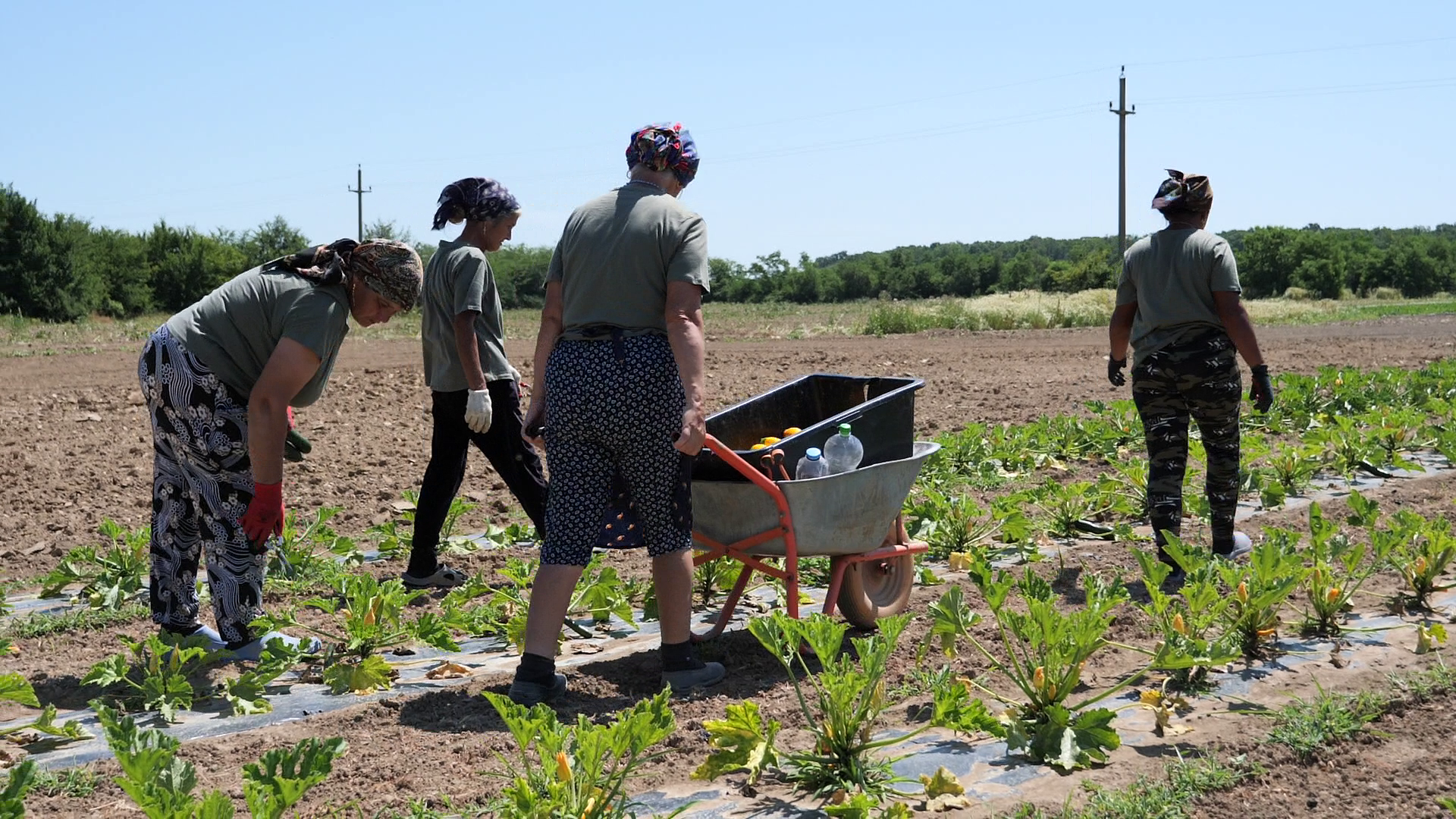Ciprian Tătărușanu s-a apucat de agricultură și cultivă ardei iuți, dovlecei și vinete pe o suprafață de 10 hectare, în județul Dâmbovița