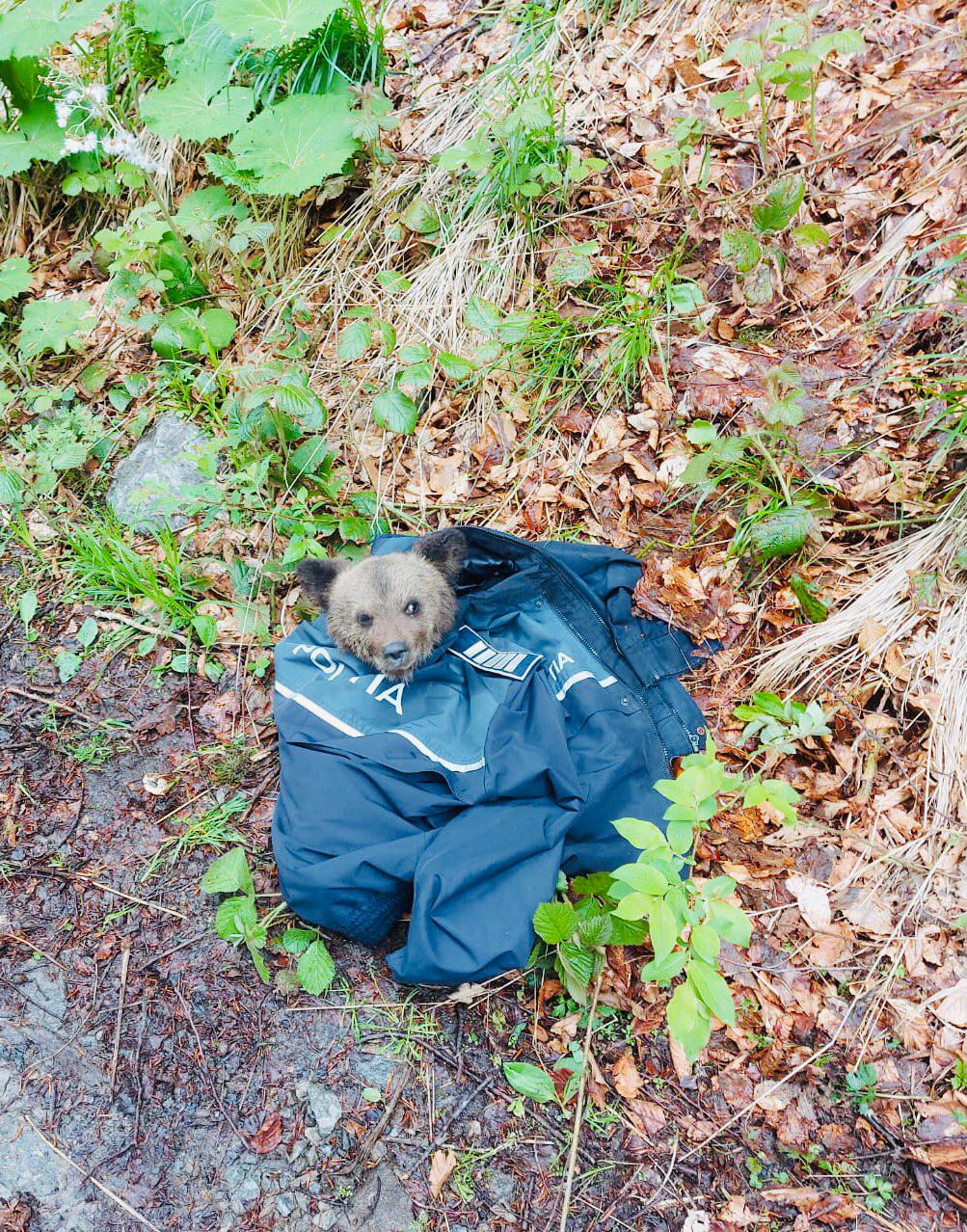 Ursuleț de 3 kg salvat de polițiști într-o pădure din Sibiu, lângă Porumbacu de Sus
