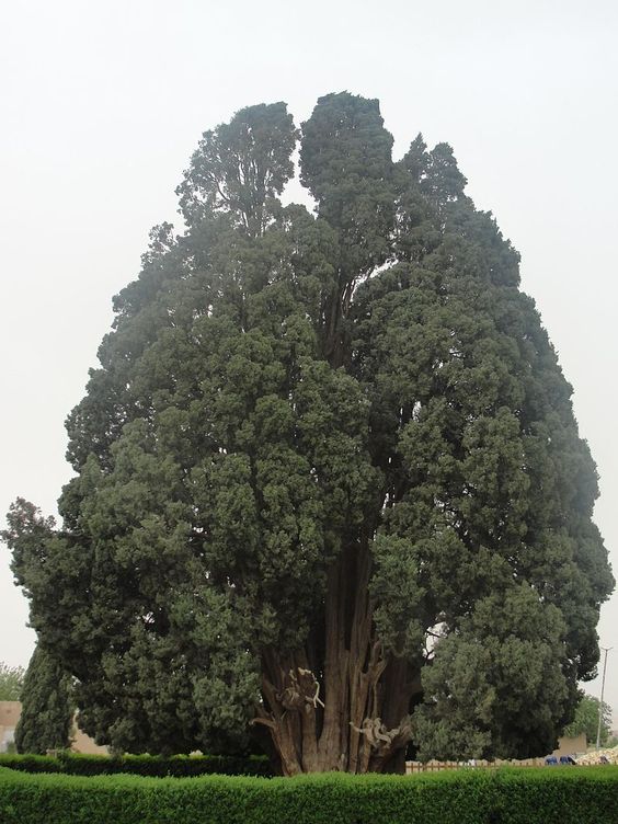 7 oldest living trees in the world