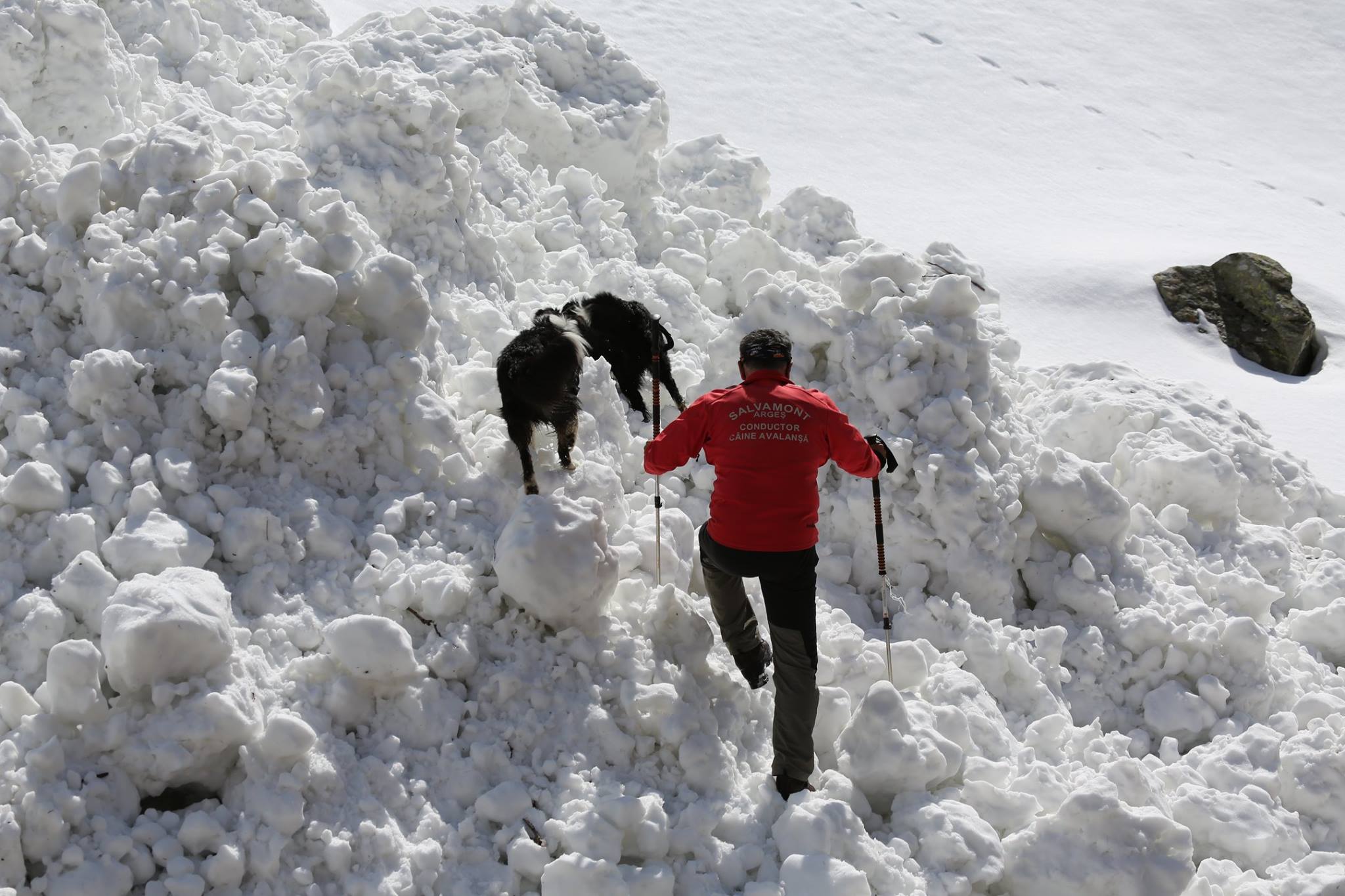 REPORTAJ/Povestea câinilor de avalanșă Helios și Dara sau încrederea de nezdruncinat dintre om şi animal: "Unde merg eu, merg şi ei"/ FOTO