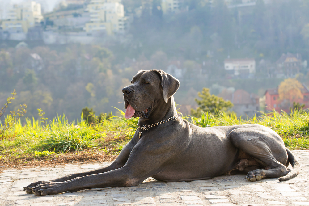 Dog german - ce temperament are câinele de rasă denumit Marele Danez