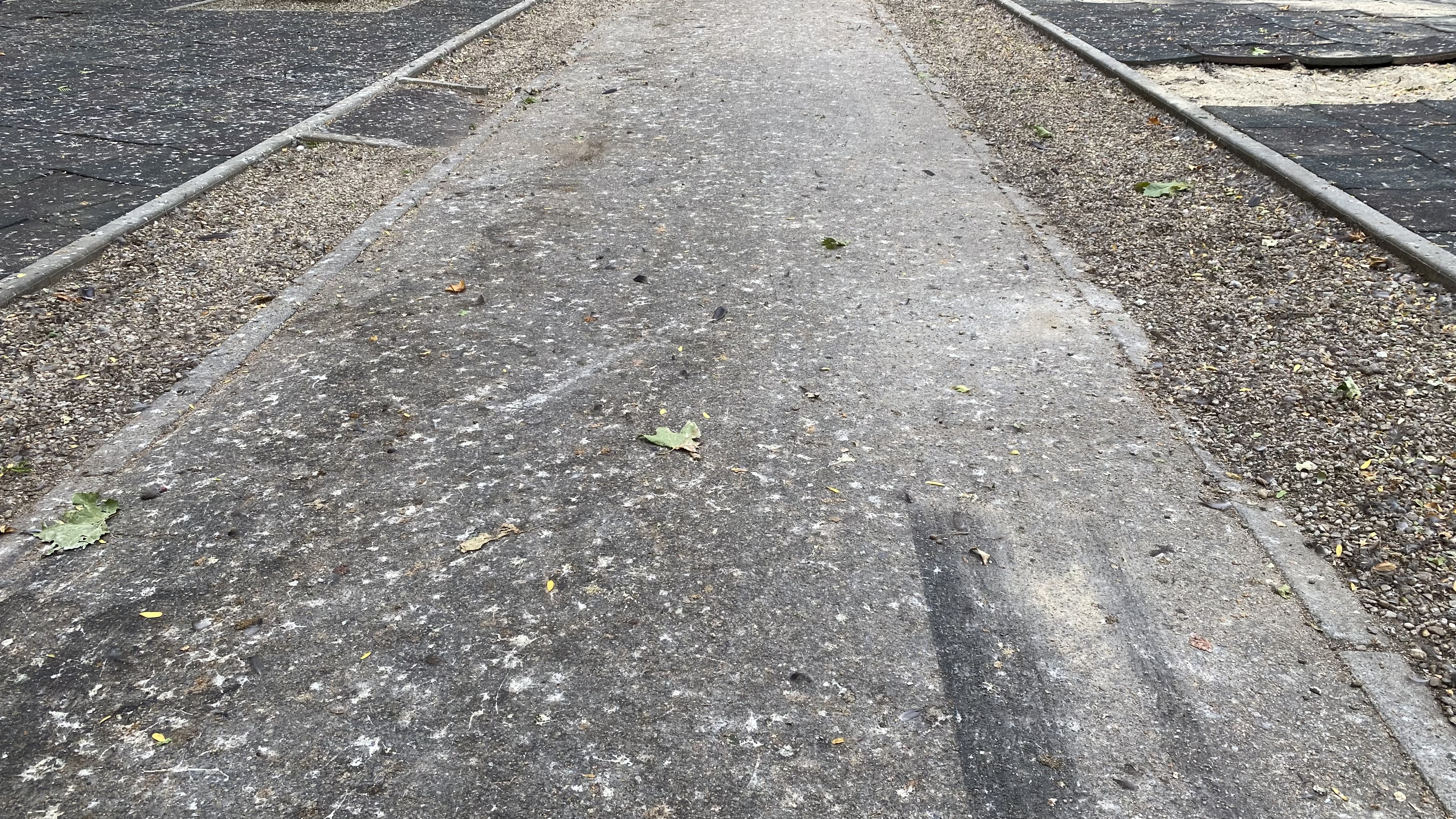 Cișmigiu, mândria tristă a Bucureștiului: pământ în loc de iarbă, alei distruse, garduri rupte și mirosuri insuportabile