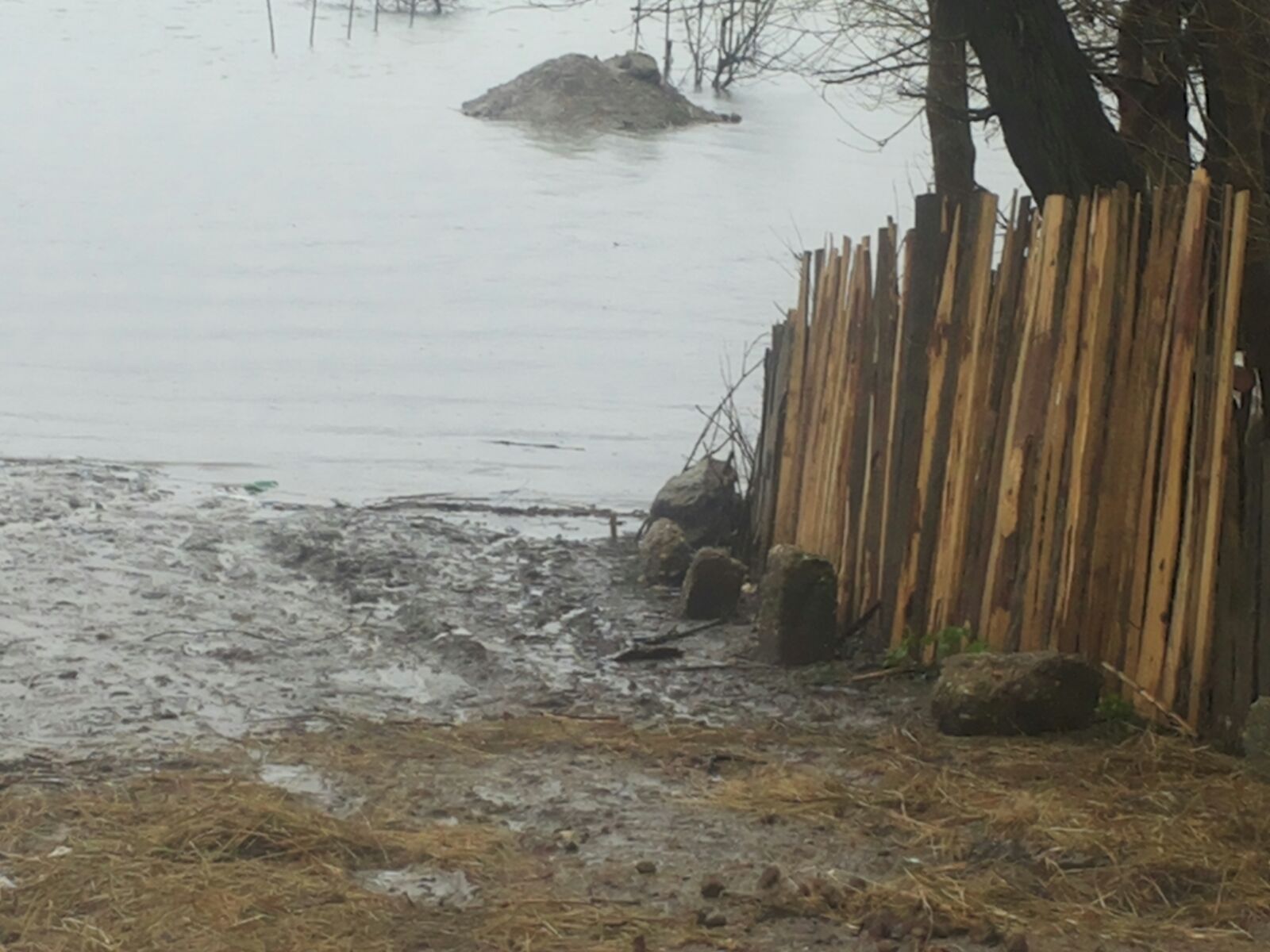Dunărea, sub cod portocaliu în judeţul Olt! Sute de hectare de păşune şi pădure sunt inundate! GALERIE FOTO