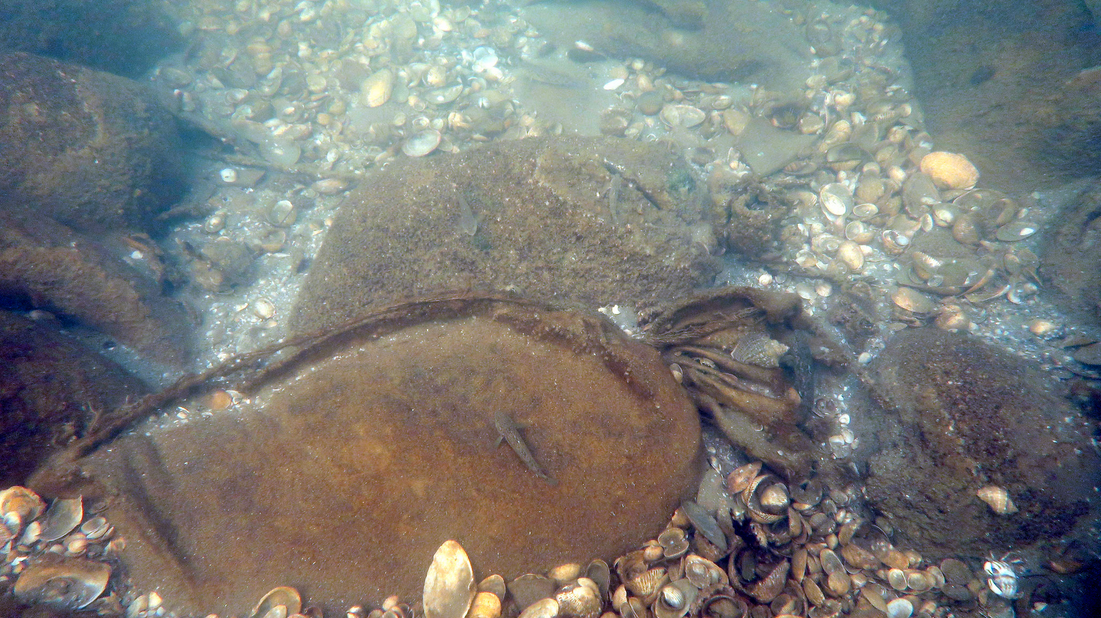 Cinci minute de pace din Jurilovca. Imagini şi poveşti adevărate despre minunile dintr-un sat de pescari