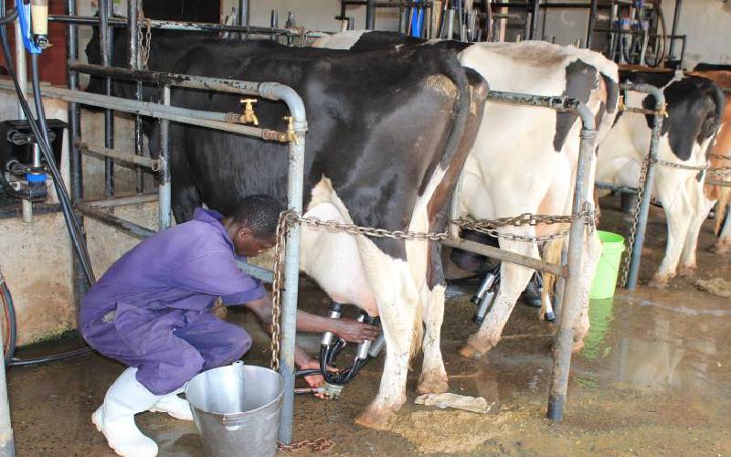 To cut $1.5 billion in trade expenses, Nigeria turns to Denmark for cattle import