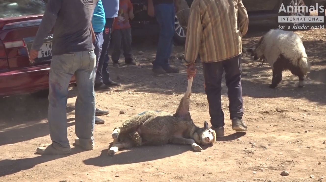 VIDEO/ Animalele din România, transportate în condiții îngrozitoare. Riscăm o anchetă a Parlamentului European. Atenţie, imagini care vă pot afecta emoţional!
