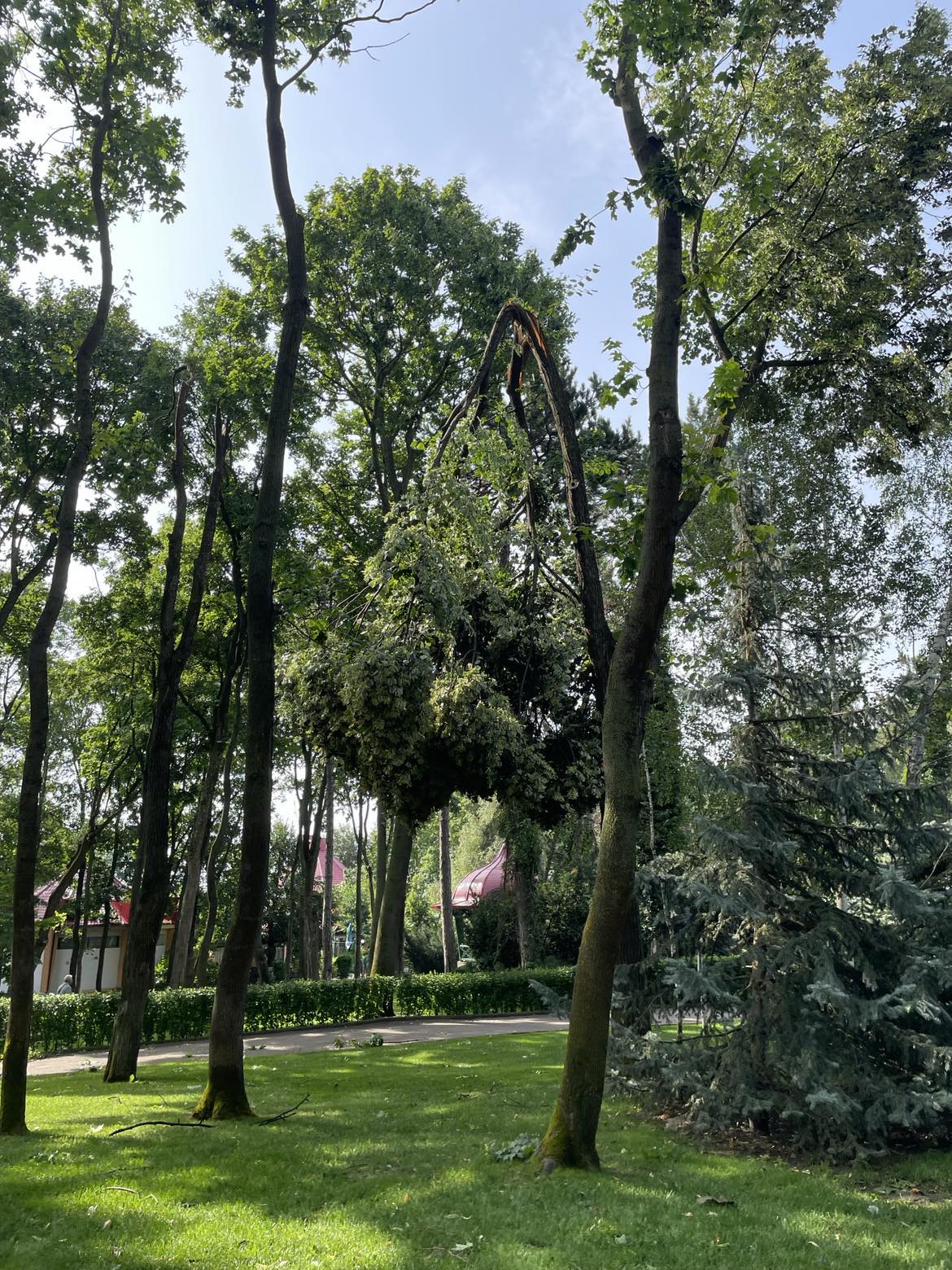 Cum arată Parcul Copou din Vaslui după ce a fost lovit de o furtună violentă. Copaci de 10 metri înălțime, smulși din rădăcină 