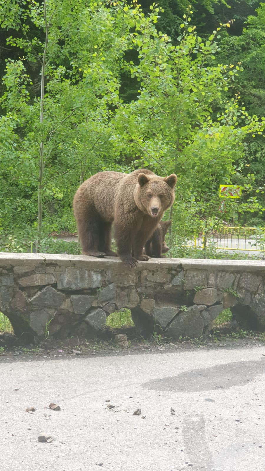 Un sfat pentru ursuleții Alinei Gorghiu: Nu vă faceți prea mari pentru că, altfel, Guvernul României vă va împușca