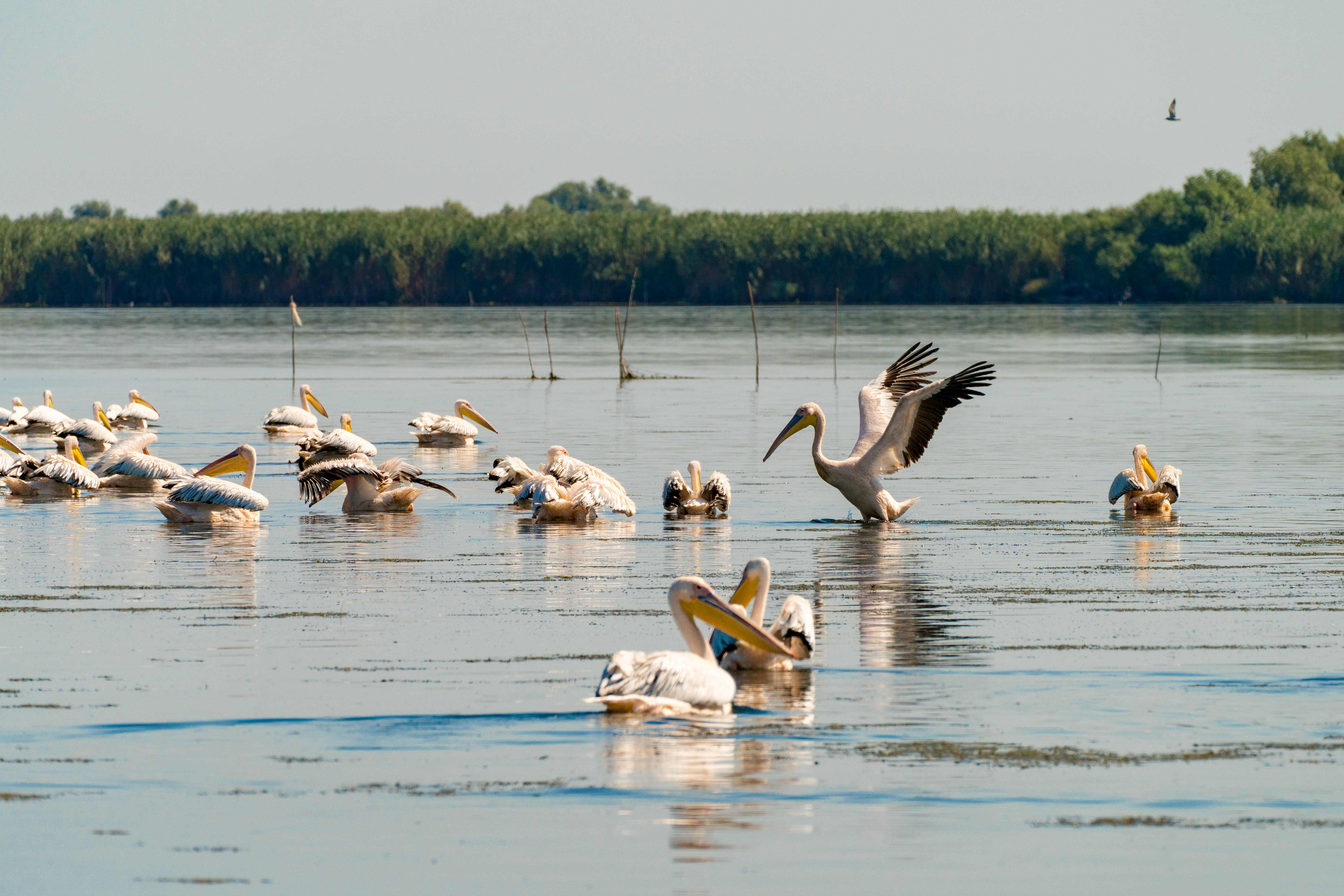 Rezervații naturale din România. Cele mai frumoase locuri pe care trebuie să le vizitezi