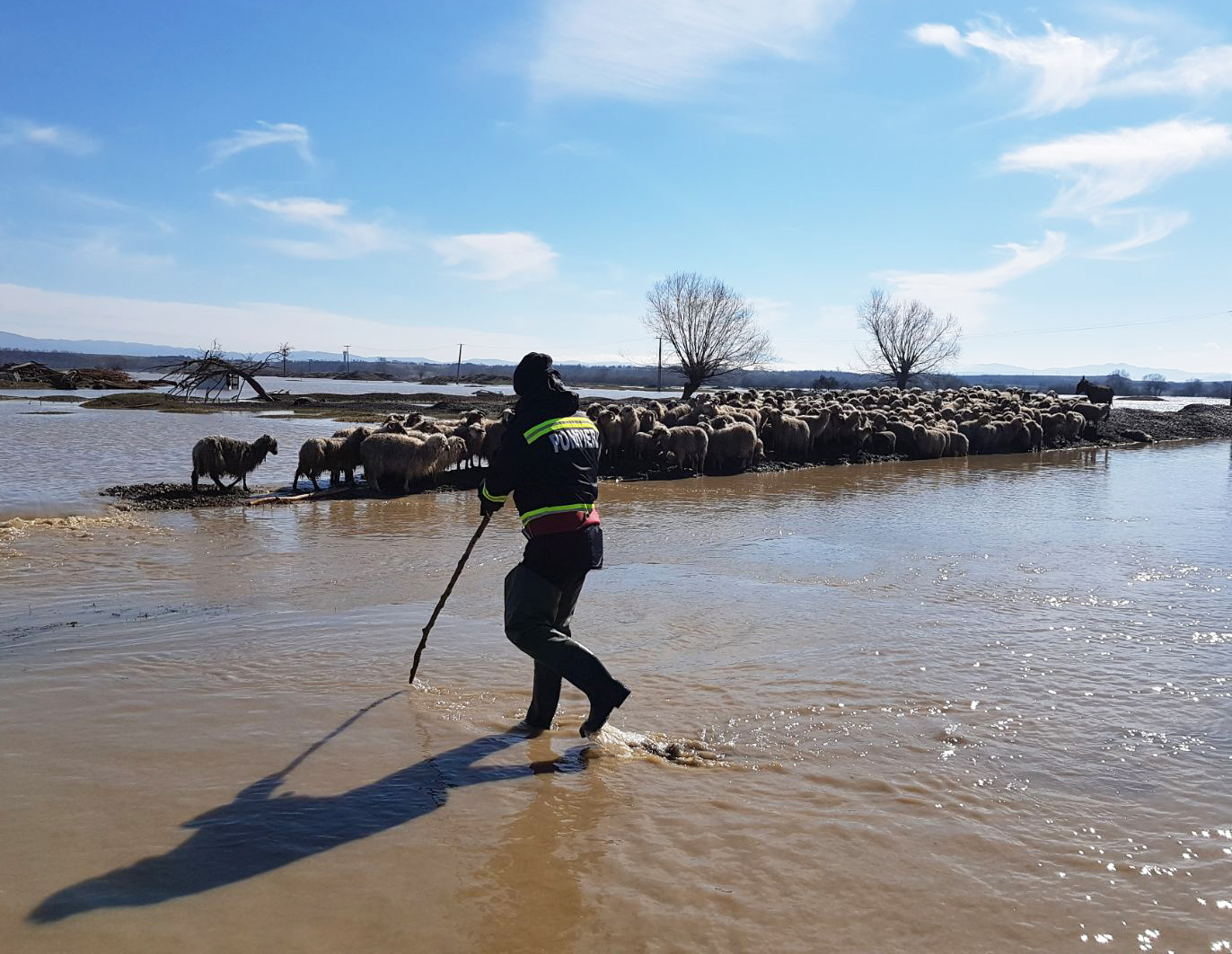 VIDEO. Operaţiunea de evacuare a 200 de oi, la Mândra, reluată de pompierii braşoveni