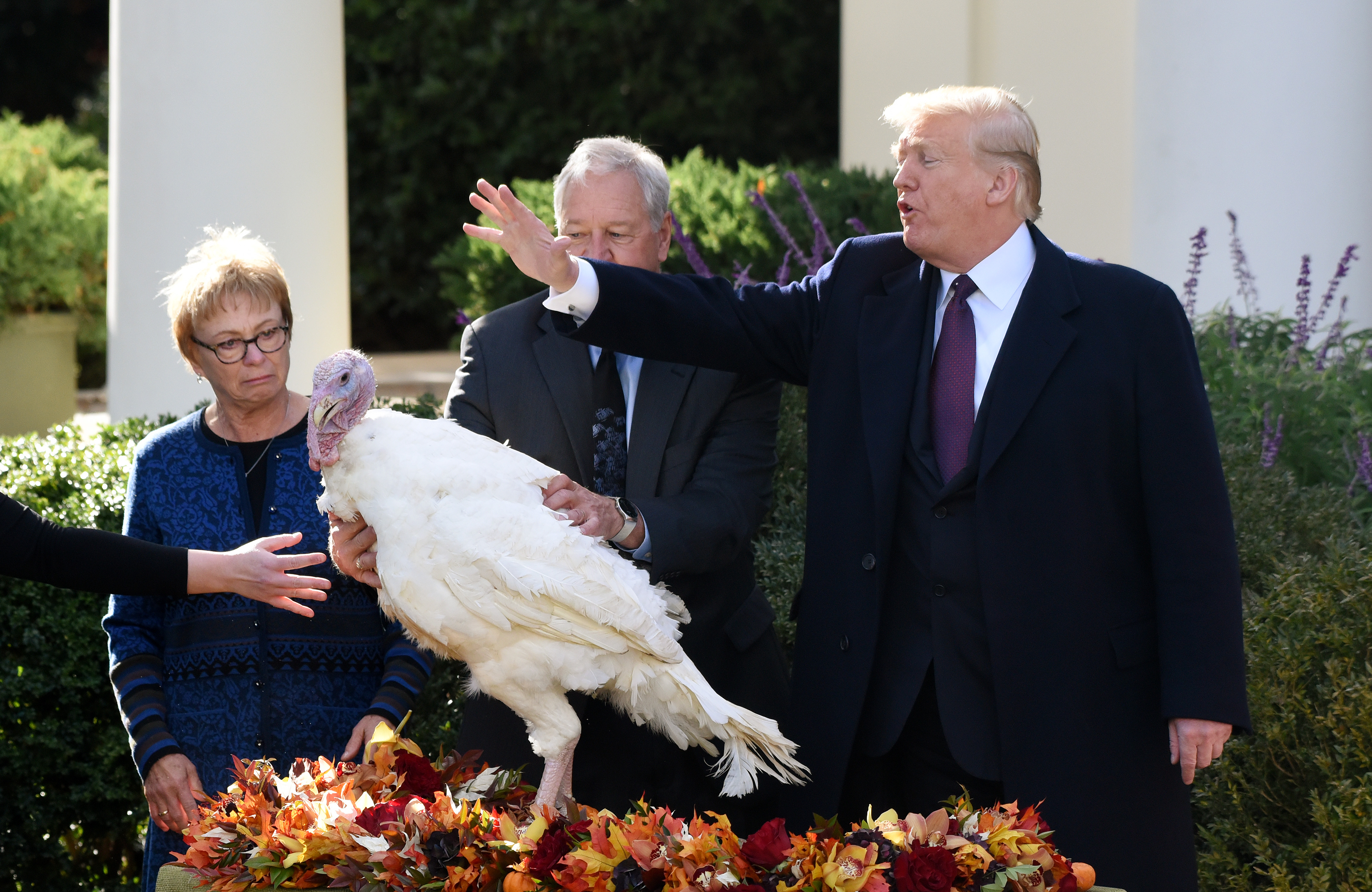 Donald Trump a grațiat doi curcani. Mazăre și Morcov au fost cazați într-un hotel de lux / FOTO&VIDEO