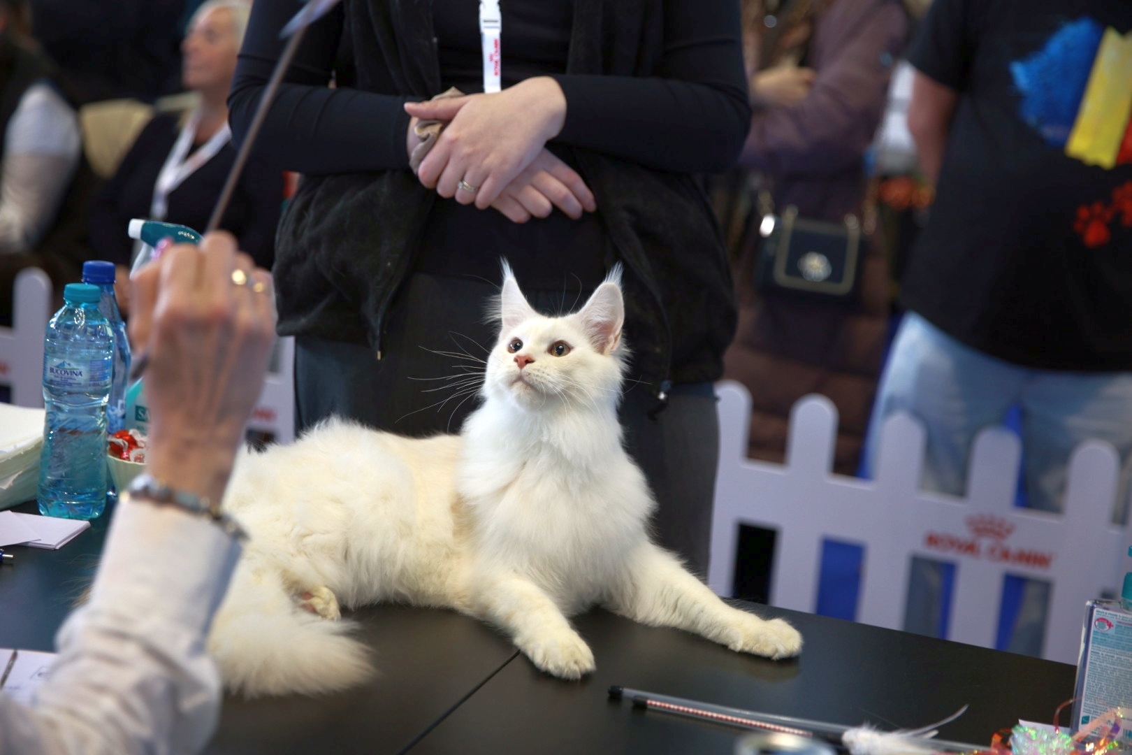 Libertatea a mers la Campionatul Mondial Felin. Bucureștiul, capitala mondială a pisicilor: peste 750 de feline din întreaga lume au strălucit la Romexpo