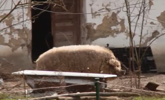 Disznóterror Debrecen-Bánkon: szabadon kolbászoló állatoktól rettegnek a helyiek - videó
