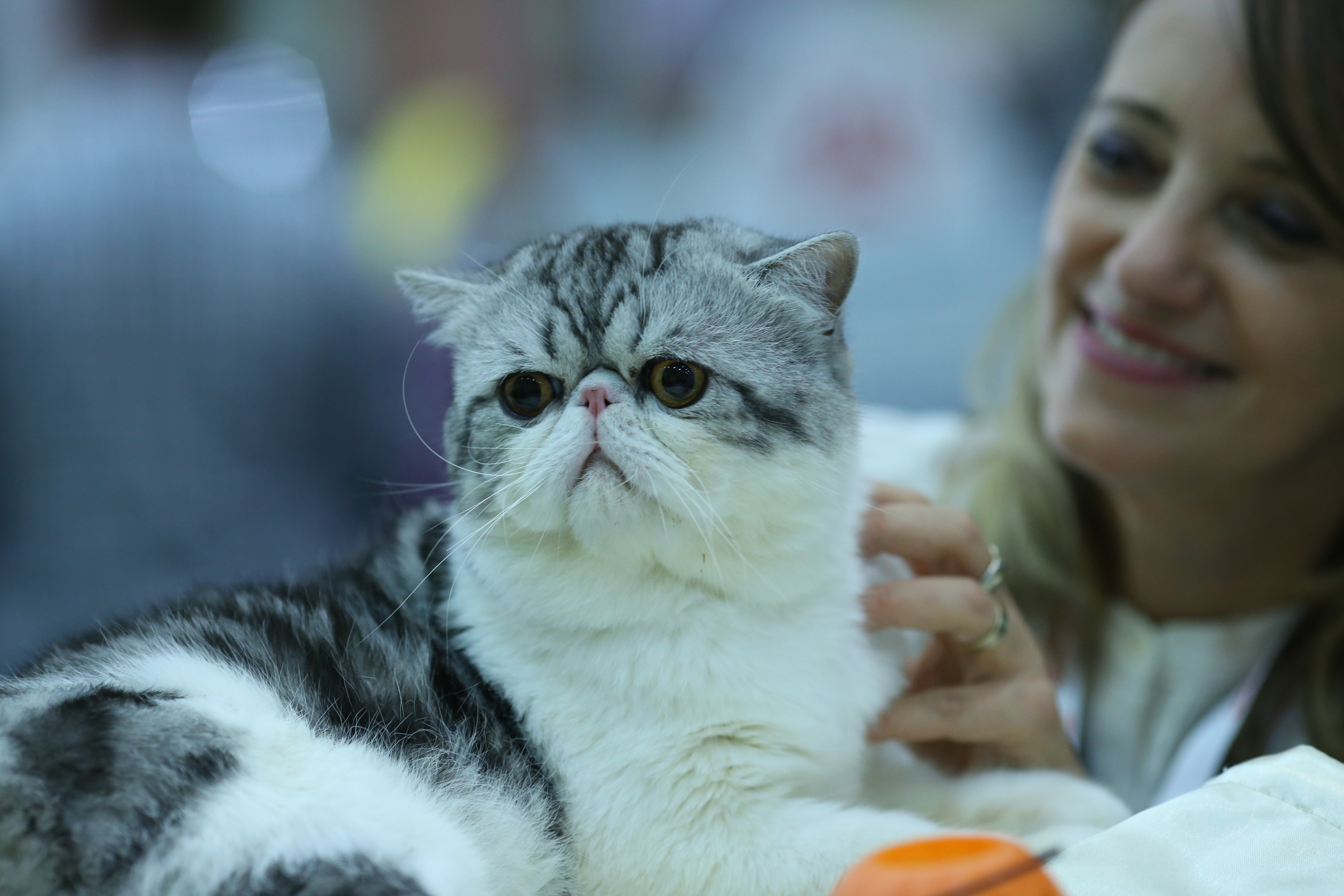 FOTO EXCLUSIV/ Expoziție de feline la Romexpo. Peste 250 de pisici de rasă din toată lumea vor putea fi admirate în acest weekend