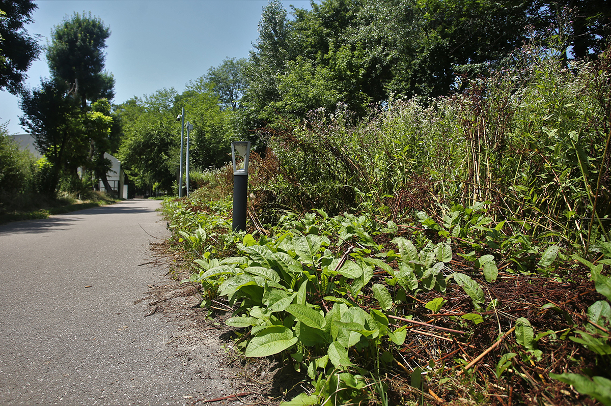 Jungla din nordul Bucureștiului. Cum au ajuns să arate două dintre „oazele de relaxare” ale Capitalei