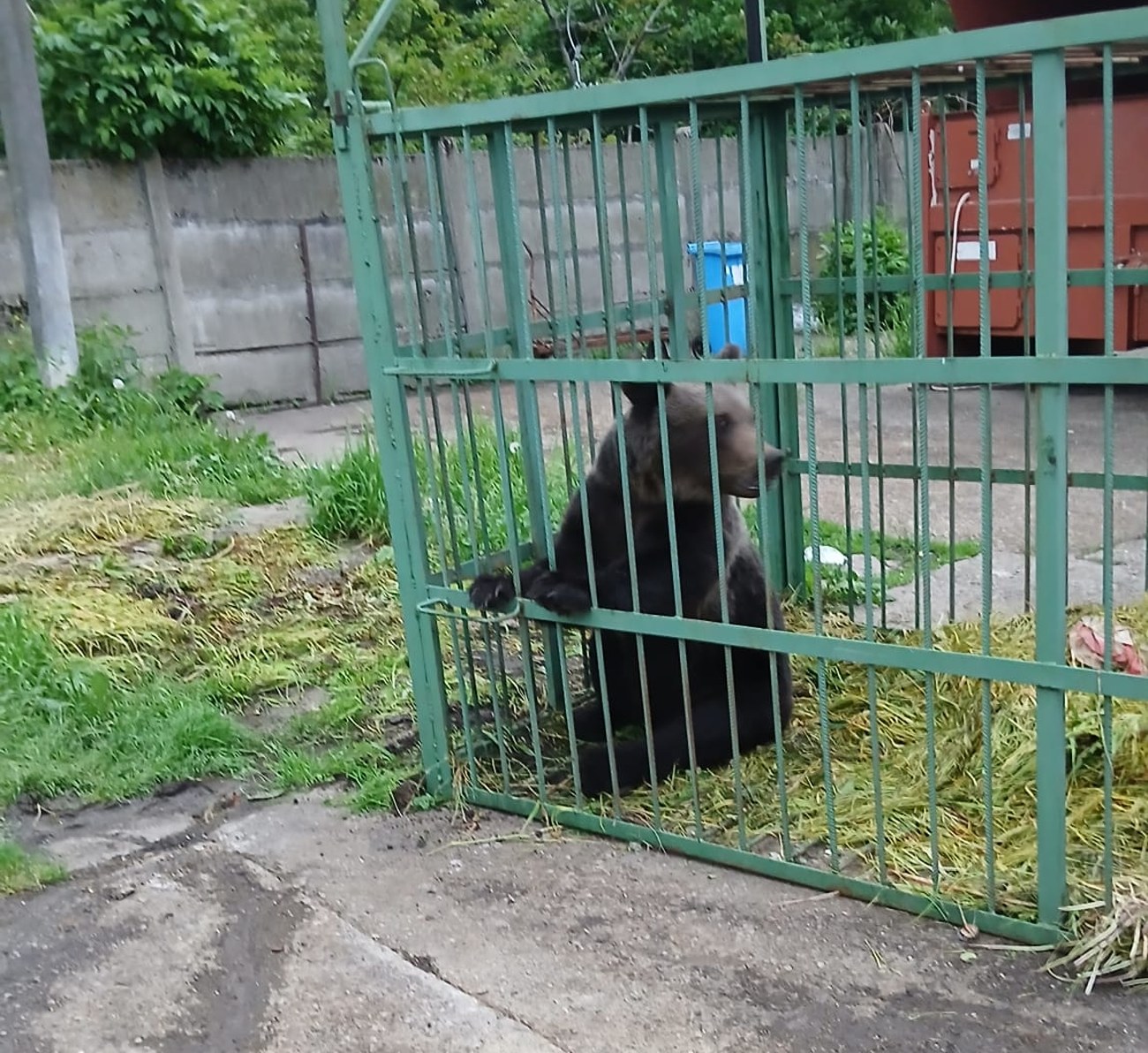 Ce s-a întâmplat cu ursul care a speriat Câmpina după ce a fost prins de polițiști