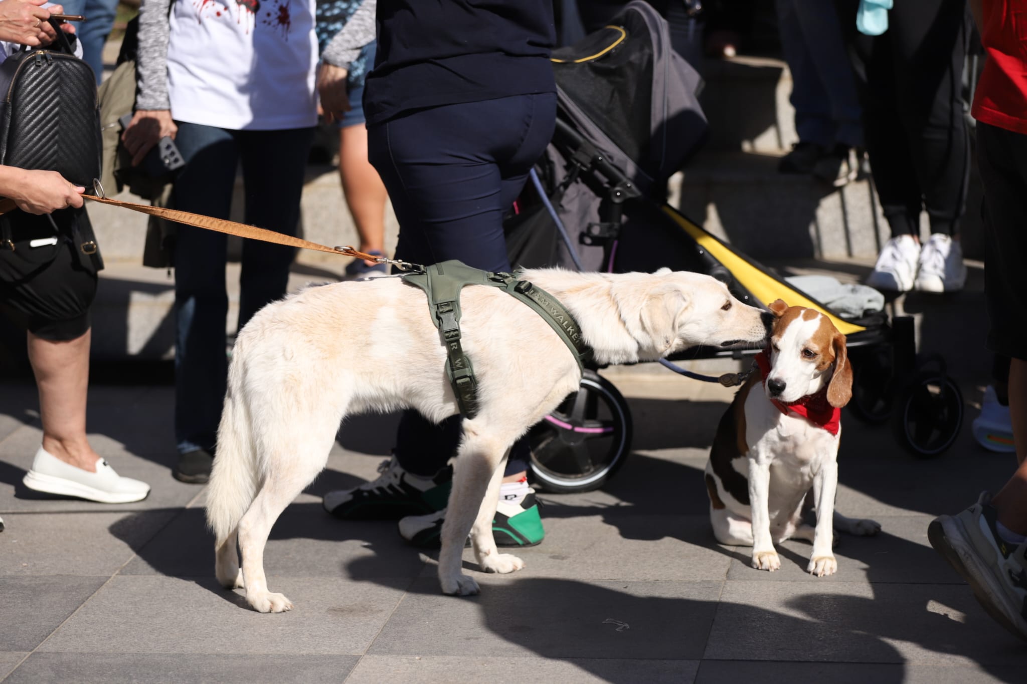 Raluca Bădulescu, prezentă la protestul pentru drepturile animalelor