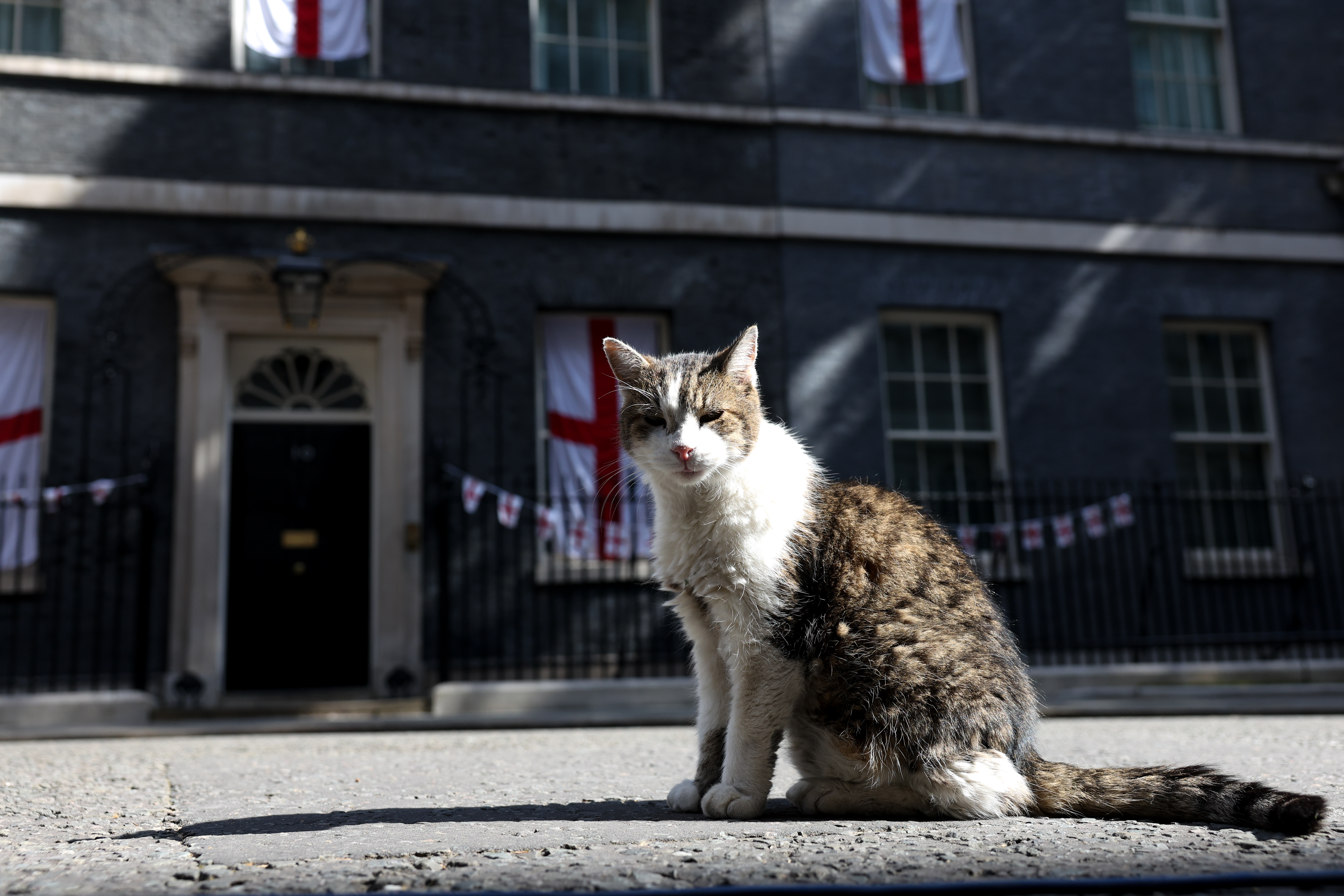 „Politicienii vin și pleacă, pisicile rămân”: Motanul Larry a ajuns la al șaptelea premier cu care împarte reședința de la 10 Downing Street
