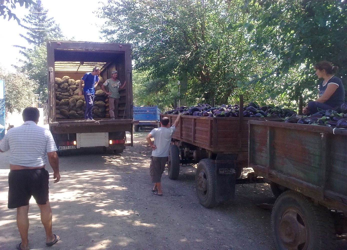 VIDEO EXCLUSIV/Au muncit din greu în Anglia, dar au venit acasă să facă agricultură. Șapte olteni au reînviat C.A.P.-ul!