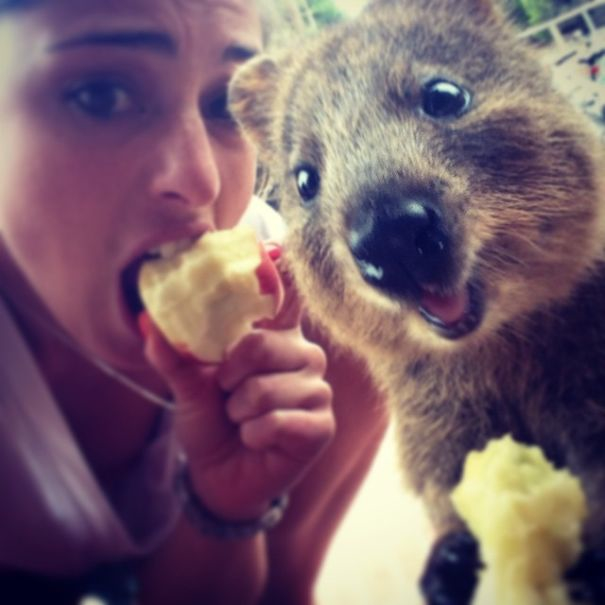 Pasagerii unei nave de croazieră, băgați în carantină cu quokka, supranumite cele mai fericite animale din lume