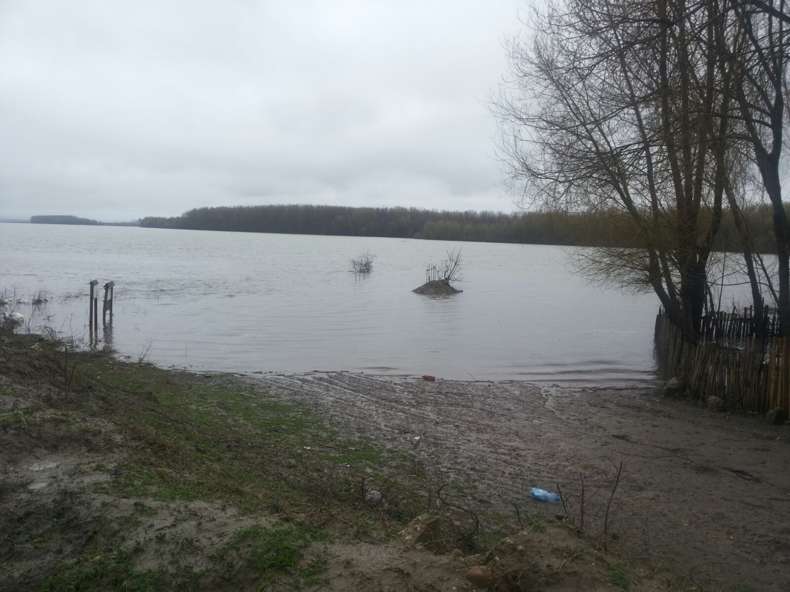 Dunărea, sub cod portocaliu în judeţul Olt! Sute de hectare de păşune şi pădure sunt inundate! GALERIE FOTO