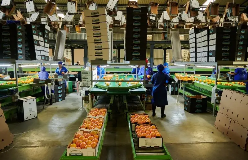 Africa’s richest country sees farm exports to US jump 26% before tariff hit