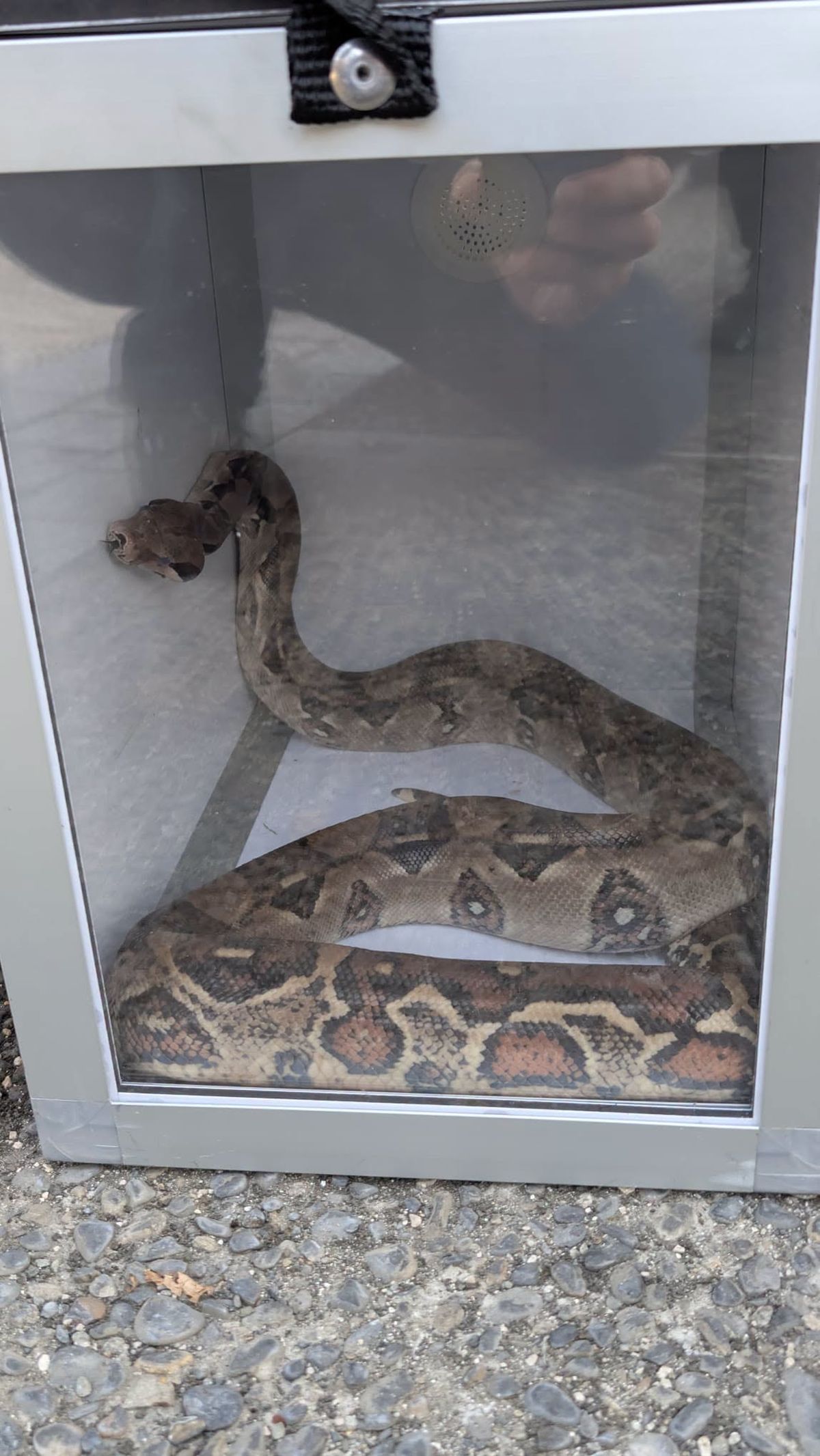 Un șofer a găsit un șarpe boa constrictor lung de 1,5 metri sub capota mașinii pe care o abandonase de o lună