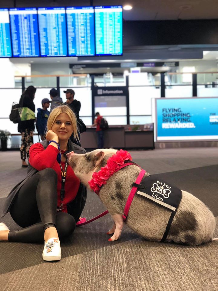 Aeroportul din San Francisco și-a luat un porc de terapie. Care e motivul