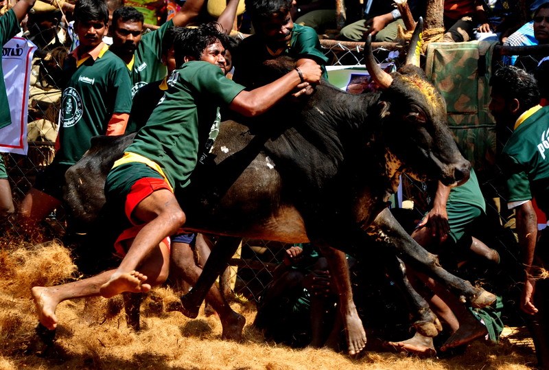 Un mort și zeci de răniți în prima zi a unui festival rodeo în India. Taurii sunt îmbătați înainte de a fi eliberați