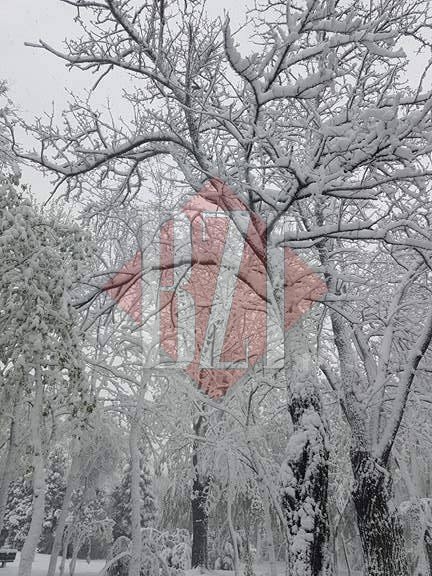 Teiul lui Eminescu din Parcul Copou a fost distrus de ninsoare. Viscolul a făcut ravagii în Iași