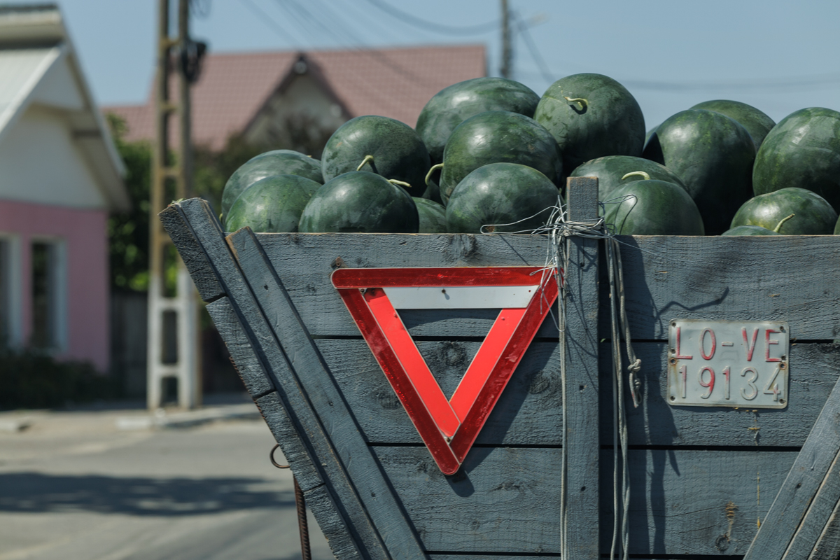 Pepenii din Dăbuleni au ieșit pe piață, producătorii sunt pesimiști: „A fost grindina, acum e dogoarea! Prețul e cam prost”