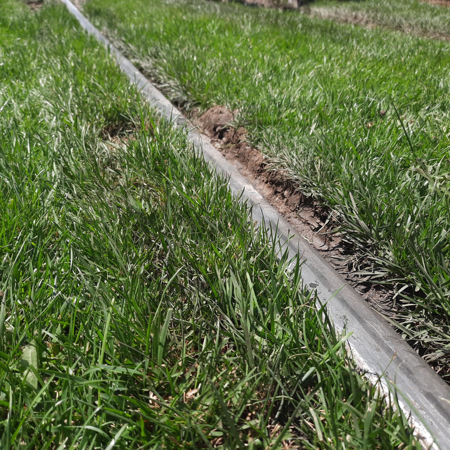 STB a cerut primăriei conduse de Piedone să scoată gazonul de pe șinele de tramvai din sectorul 5, pentru că a provocat deraieri