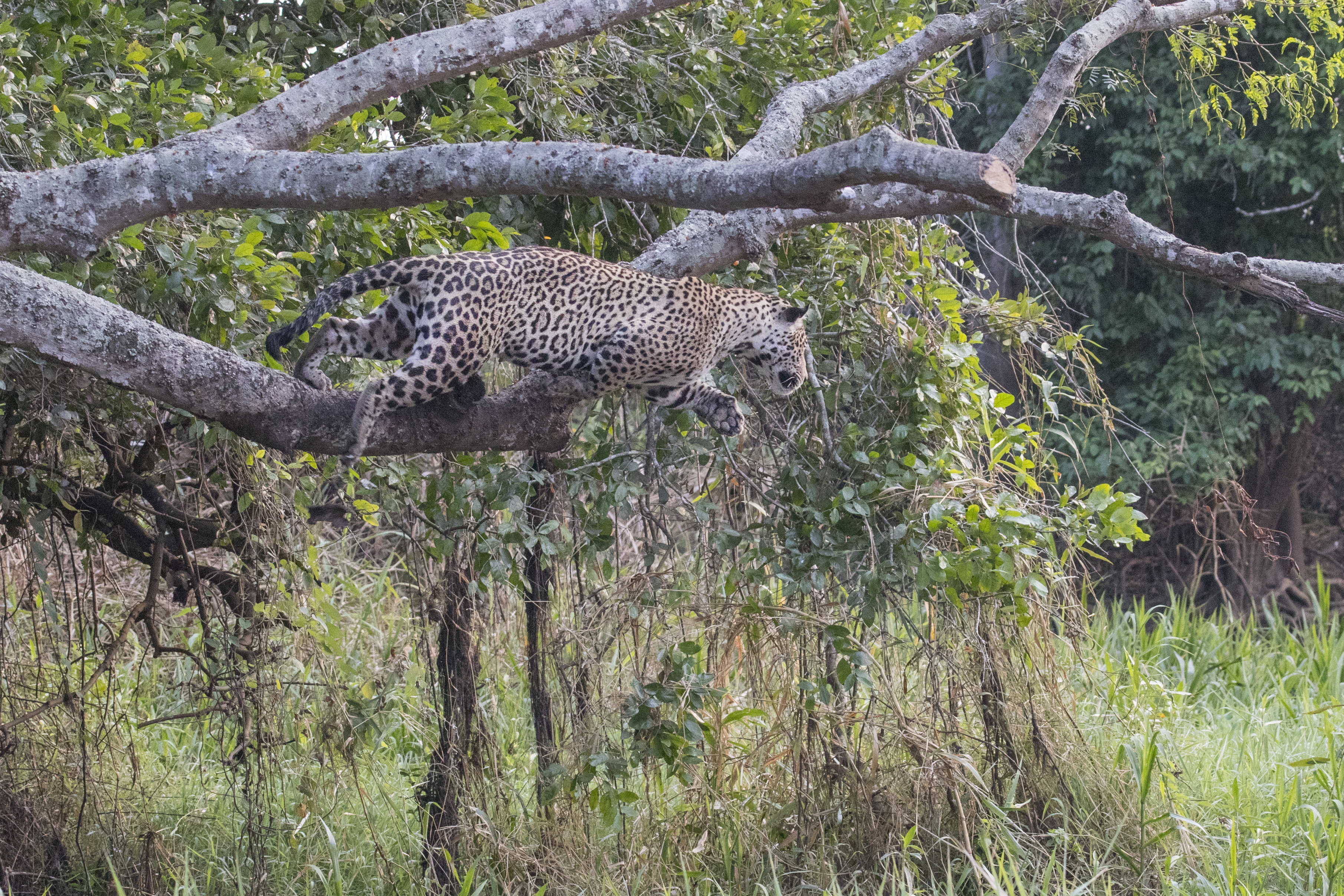 Imagini incredibile cu lupta dintre un jaguar și un crocodil! Felina a sărit în apă și a atacat
