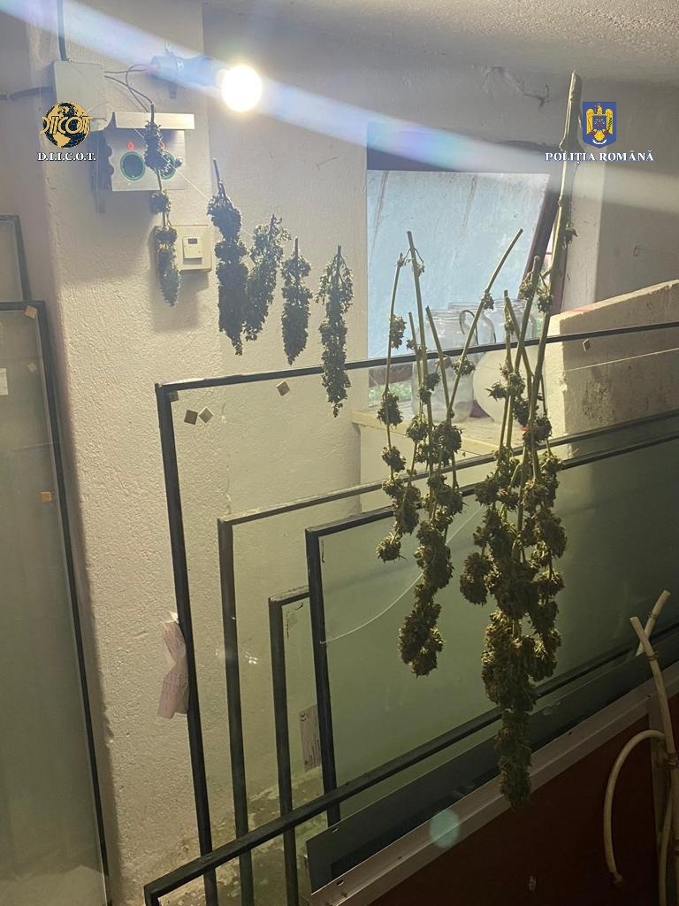 Cultură de cannabis, găsită la Satu Mare. Trei persoane, reținute de DIICOT