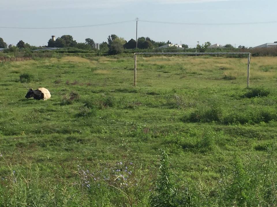 Unde a început Budescu fotbalul. Așa arată acum gazonul pe care a călcat prima dată! | FOTO