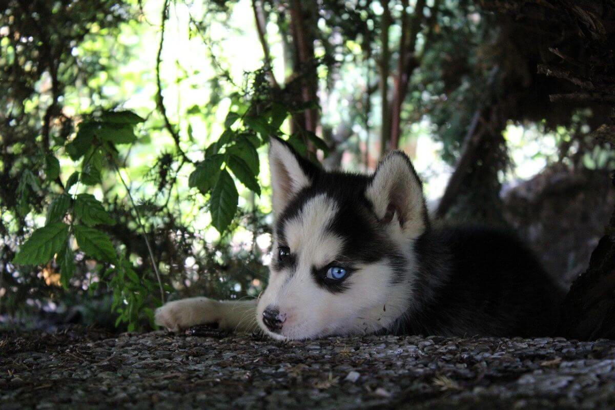 Husky - ce temperament are unul dintre cei mai frumoși câini din lume